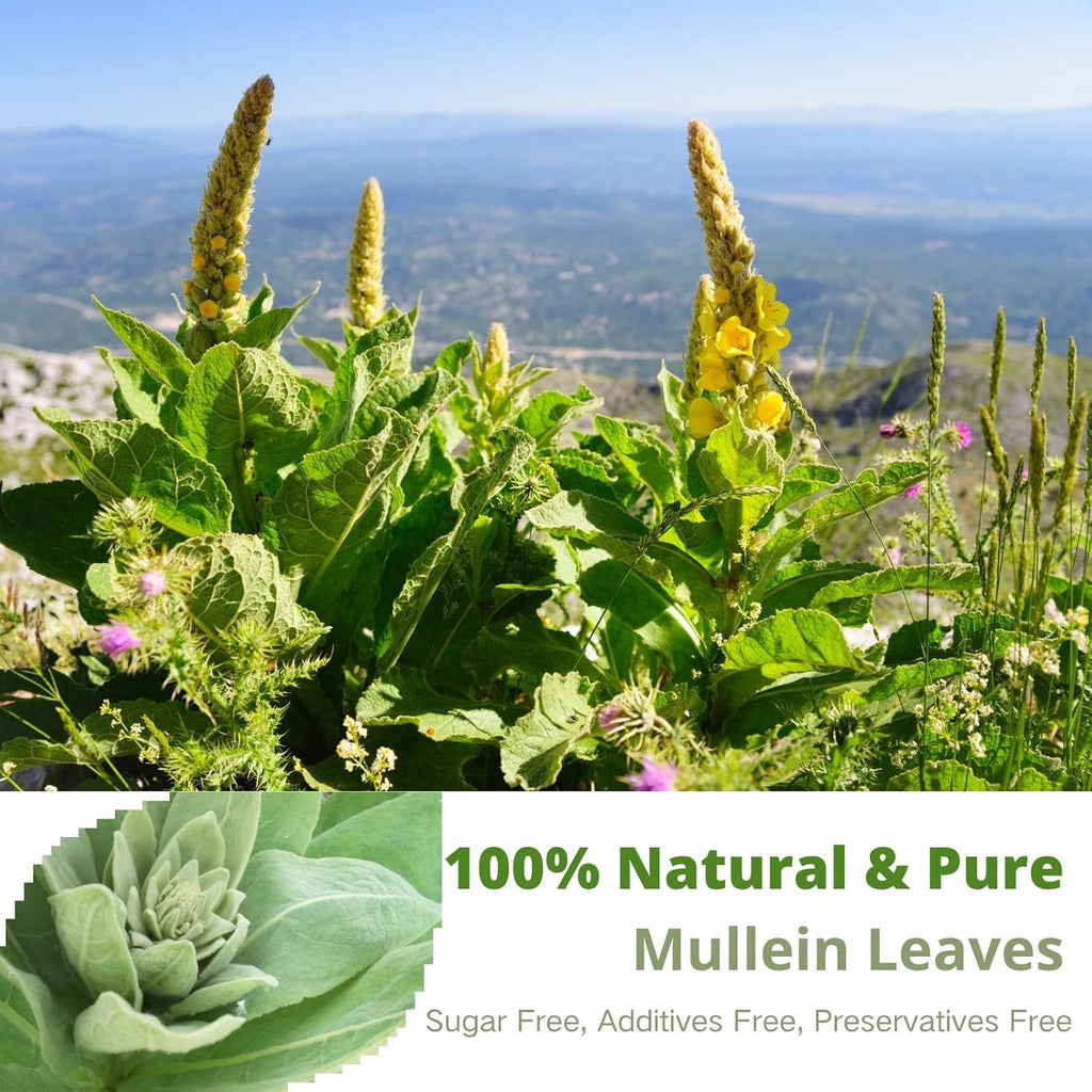 Mullein Tea Bags for Lungs – 60 Count, Mullein Leaf Mullen Tea, VitalForest Herbal Mullins Mullien Tea for Lung Detox Cleanse, Smokers Support, Respiratory Wellness & Detox, Caffeine-Free