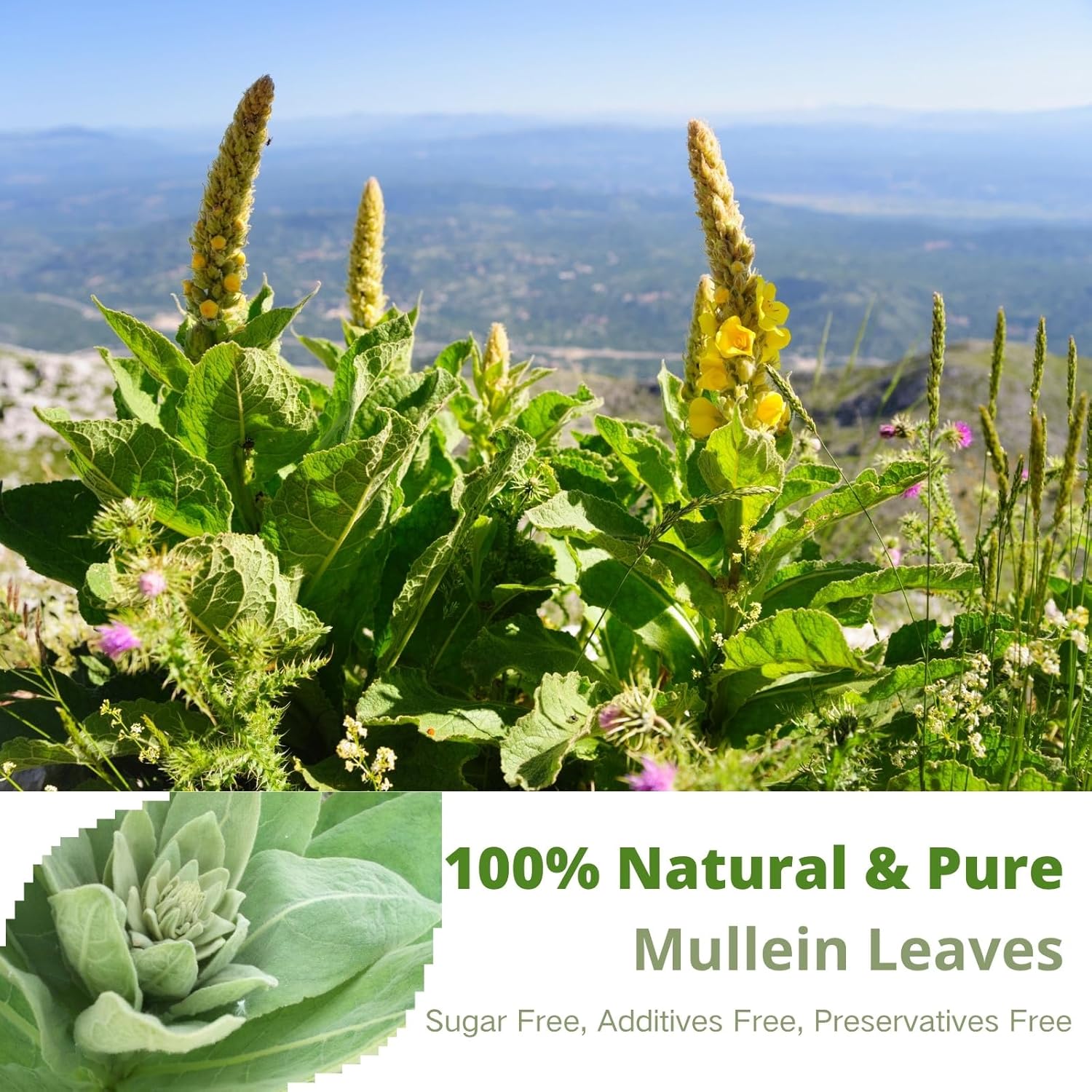 Mullein Tea Bags for Lungs – 60 Count, Mullein Leaf Mullen Tea, VitalForest Herbal Mullins Mullien Tea for Lung Detox Cleanse, Smokers Support, Respiratory Wellness & Detox, Caffeine-Free