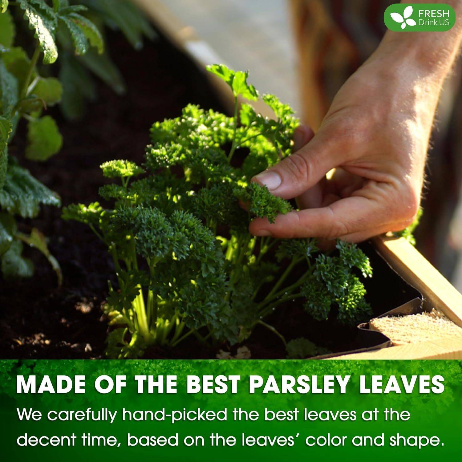 FreshDrinkUS, Premium 15 Parsley Leaf Tea Bags, 100% Natural & Pure from Parsley Leaves. Loose Leaf Parsley Herbal Tea. Made with Natural Material Tea Bags. No Sugar, No Caffeine, No Gluten, Vegan.