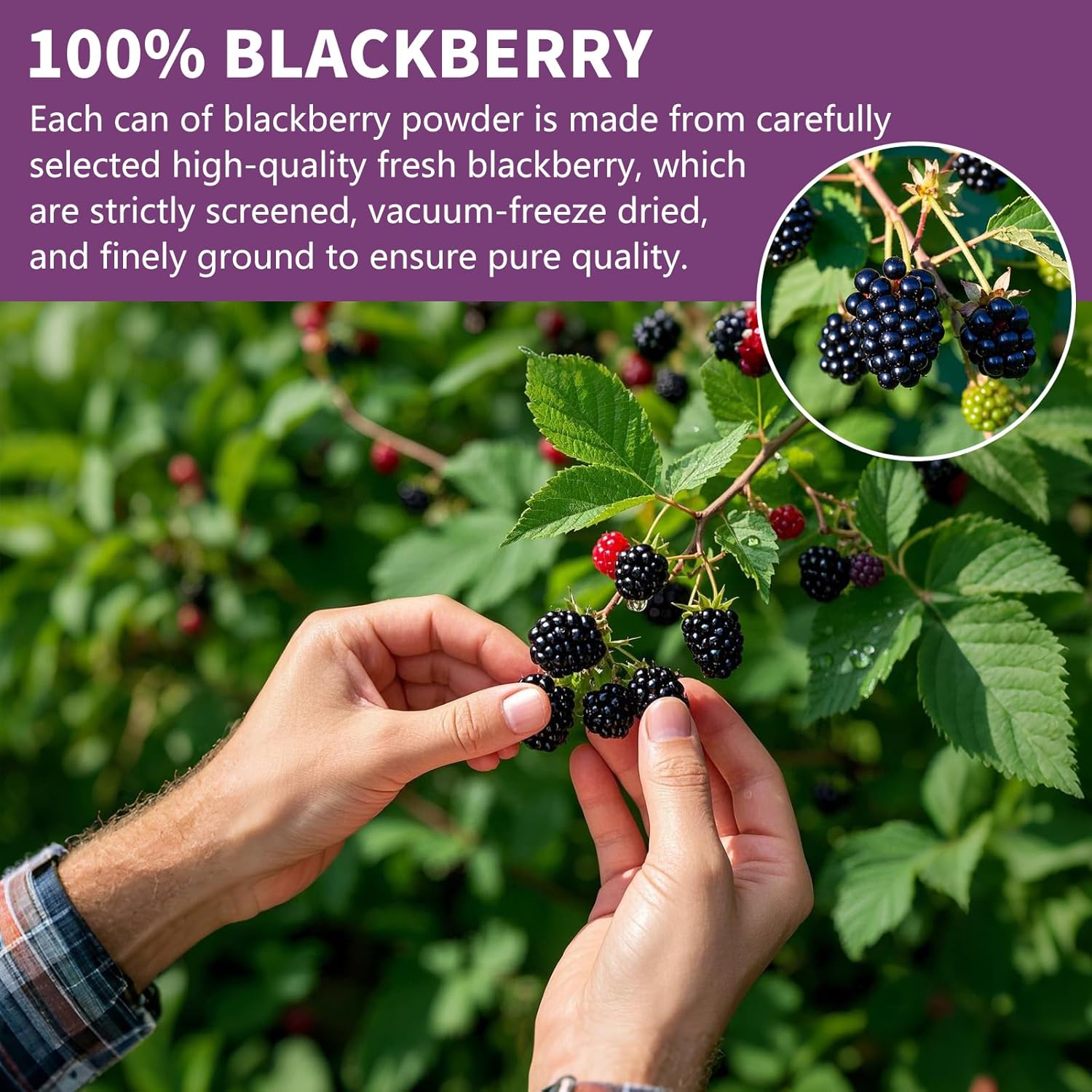 Blackberry Powder Black Raspberry Powder, Frozen Blackberries Powde-r, Blackberry Powde-r, 6.52OZ/185G No Sugar or Added, For Baking, Dressing, Smoothies, Beverages, Cereals, Yogurt