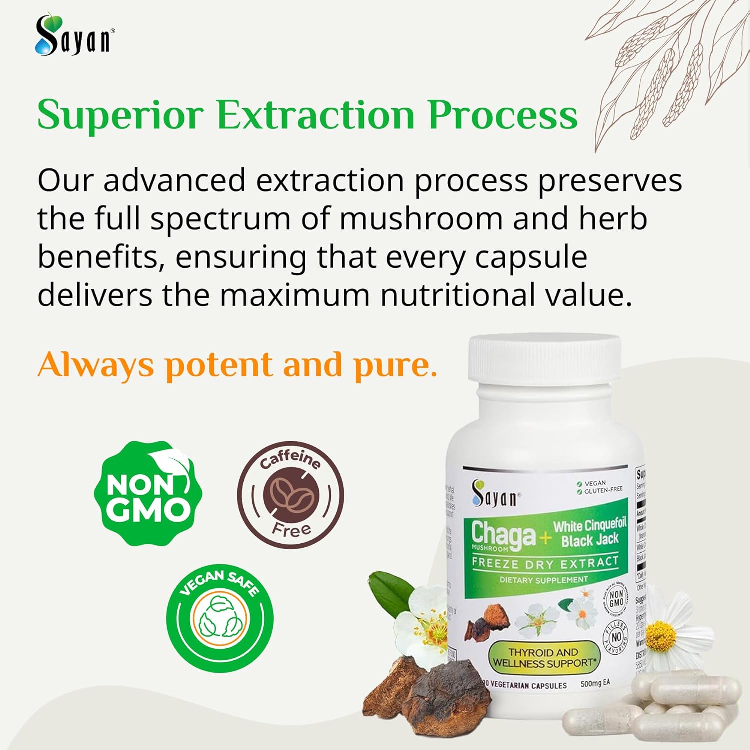 Sayan Siberian Chaga Mushroom + White Cinquefoil & Black Jack Extract – 90 Capsules/500mg ea – Organic & All-Natural Mushroom Supplement for Women – Vegan, Non-GMO, Gluten-Free No Fillers or Additives