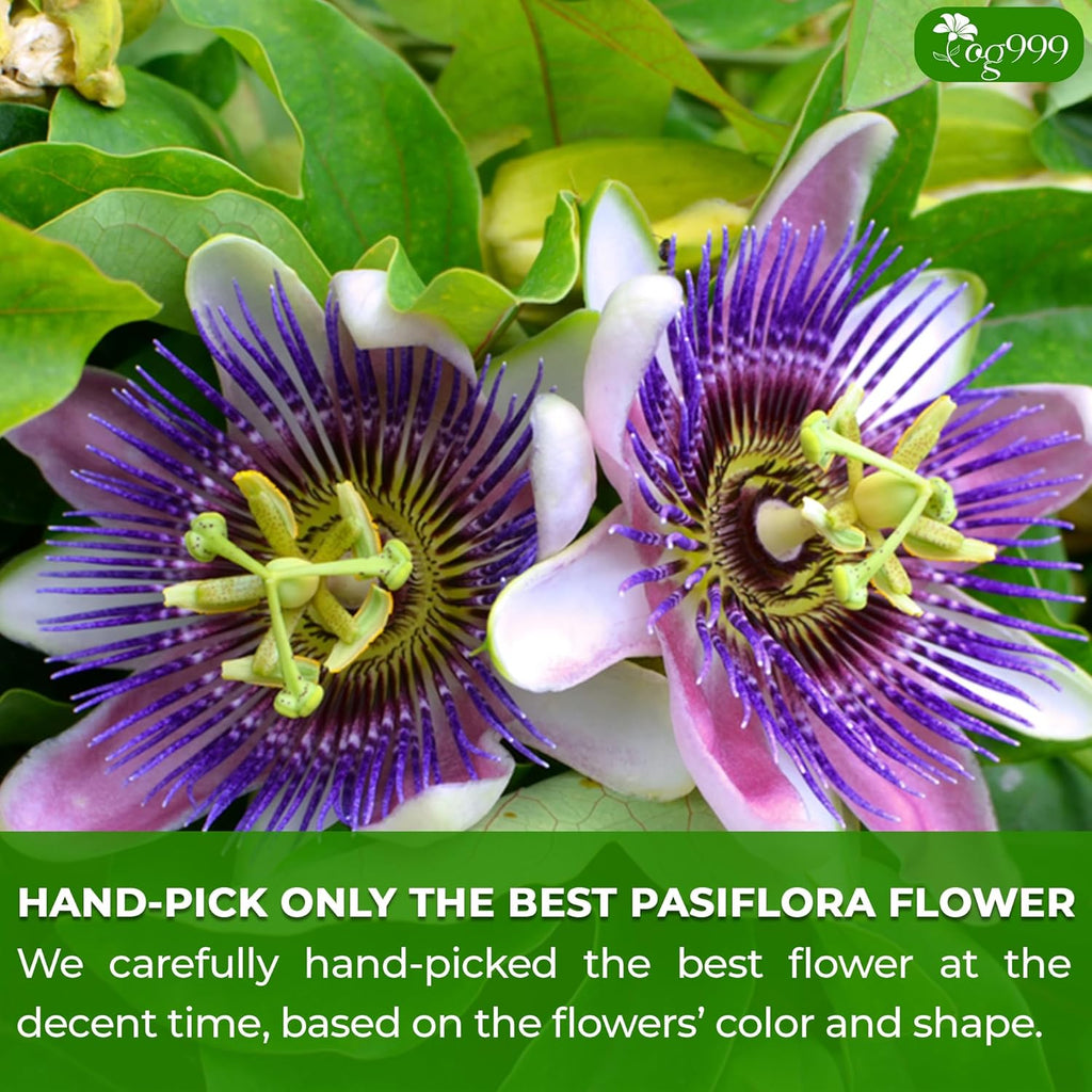 TOG999 120 Pasiflora Pasion Flower Tea Bags, 100 Percent Natural, Organic & Non-GMO, Pure Passion Flower. Herbal Tea. No Sugar, Caffeine, Gluten, Vegan.