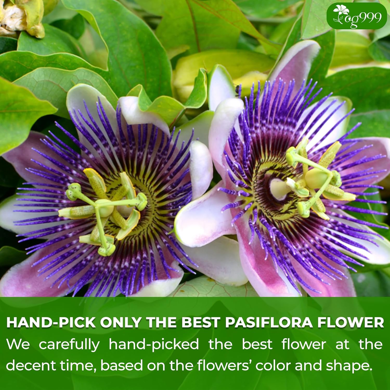 TOG999 120 Pasiflora Pasion Flower Tea Bags, 100 Percent Natural, Organic & Non-GMO, Pure Passion Flower. Herbal Tea. No Sugar, Caffeine, Gluten, Vegan.