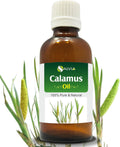 Calamus Oil (Acorus Calamus) Therapeutic Essential Oil by Salvia Amber Bottle Natural Uncut Undiluted Pure Cold Pressed Aromatherapy Premium Oil - 15ML/ 0.5 fl oz