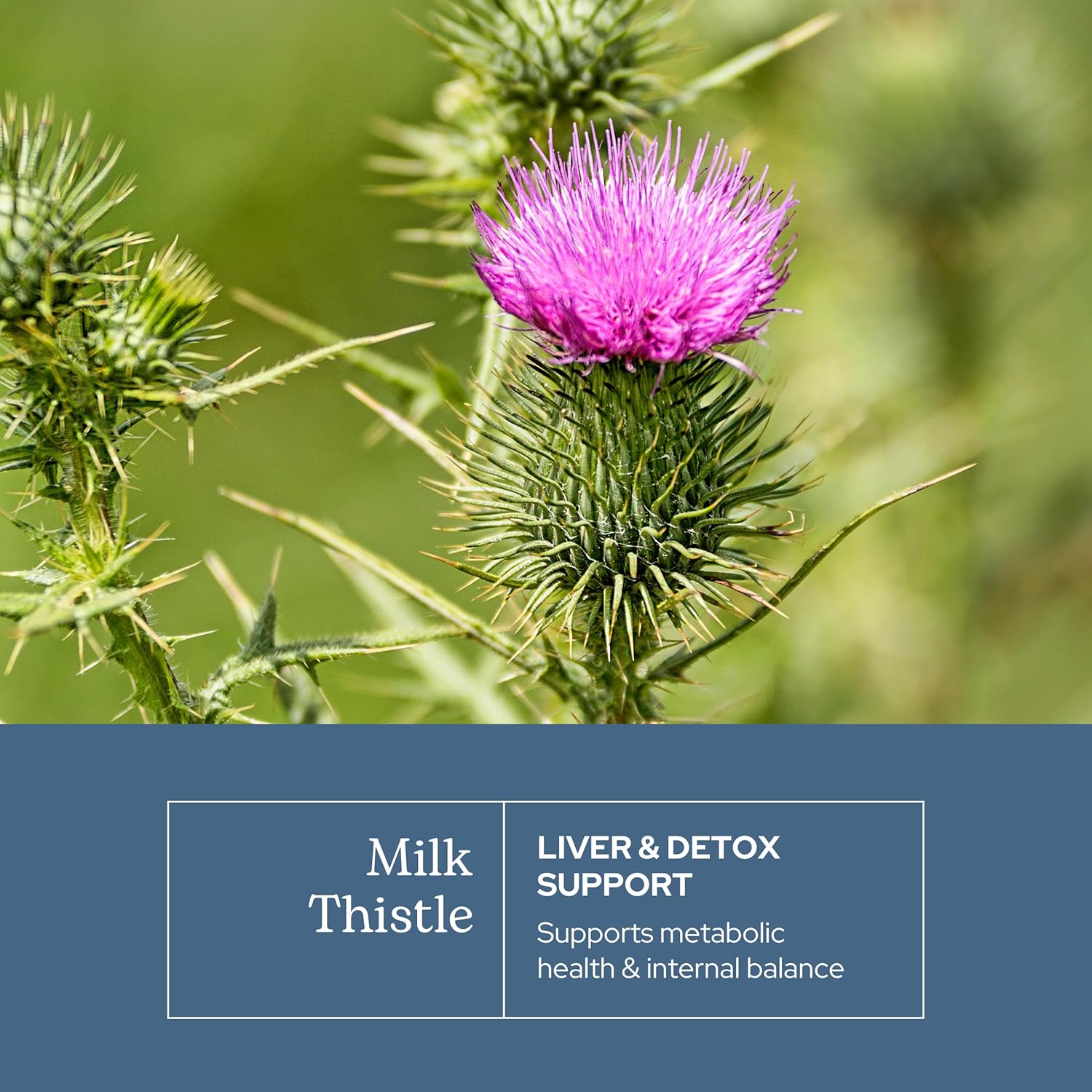Eclectic Herb - Premium Freeze Dried Milk Thistle Capsules | Dietary Supplement | Liver Support, Detox, Cleanse + Maintain | Natural, Non-GMO, Vegan (120 CT | 600 mg)