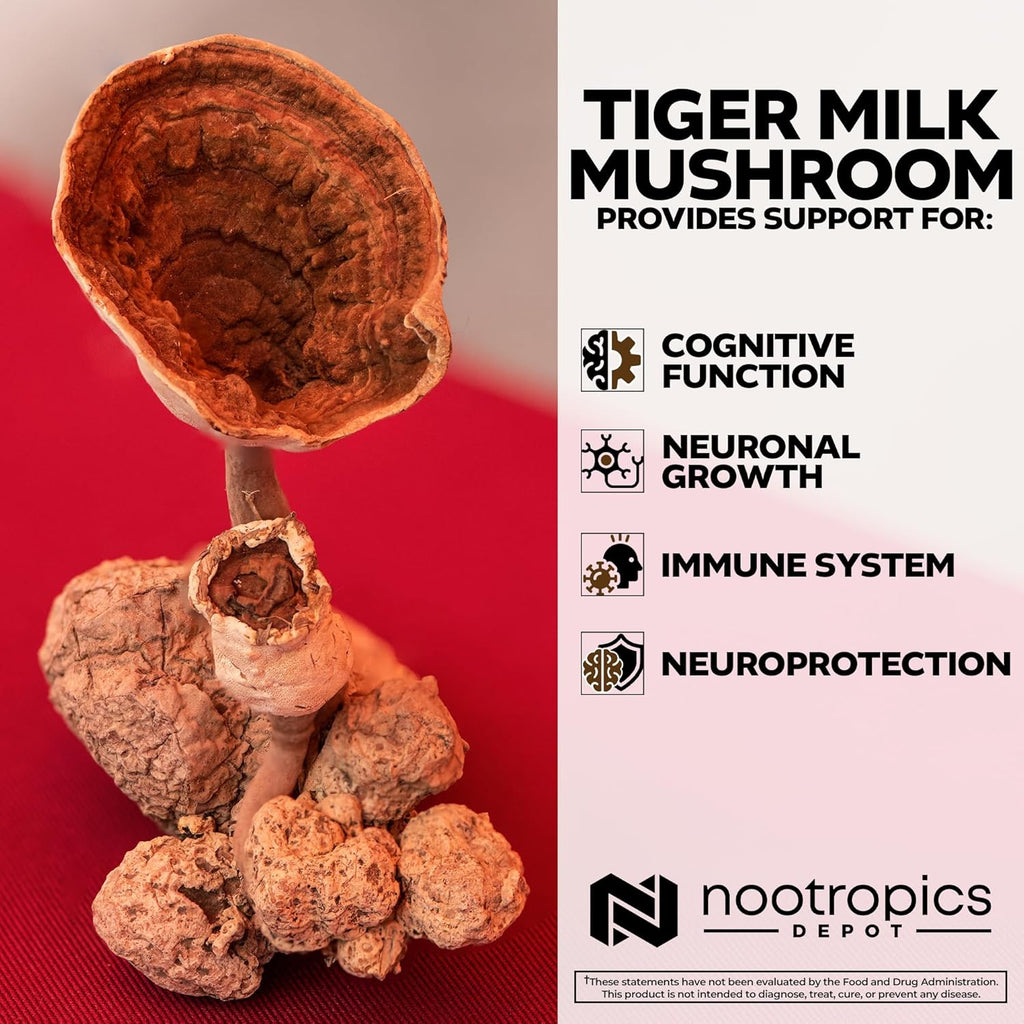 Nootropics Depot Tiger Milk Mushroom Capsules | 300mg | 60 Count | Lignosus rhinocerus Sclerotium | Cognition, Histamine, & Respiratory Support