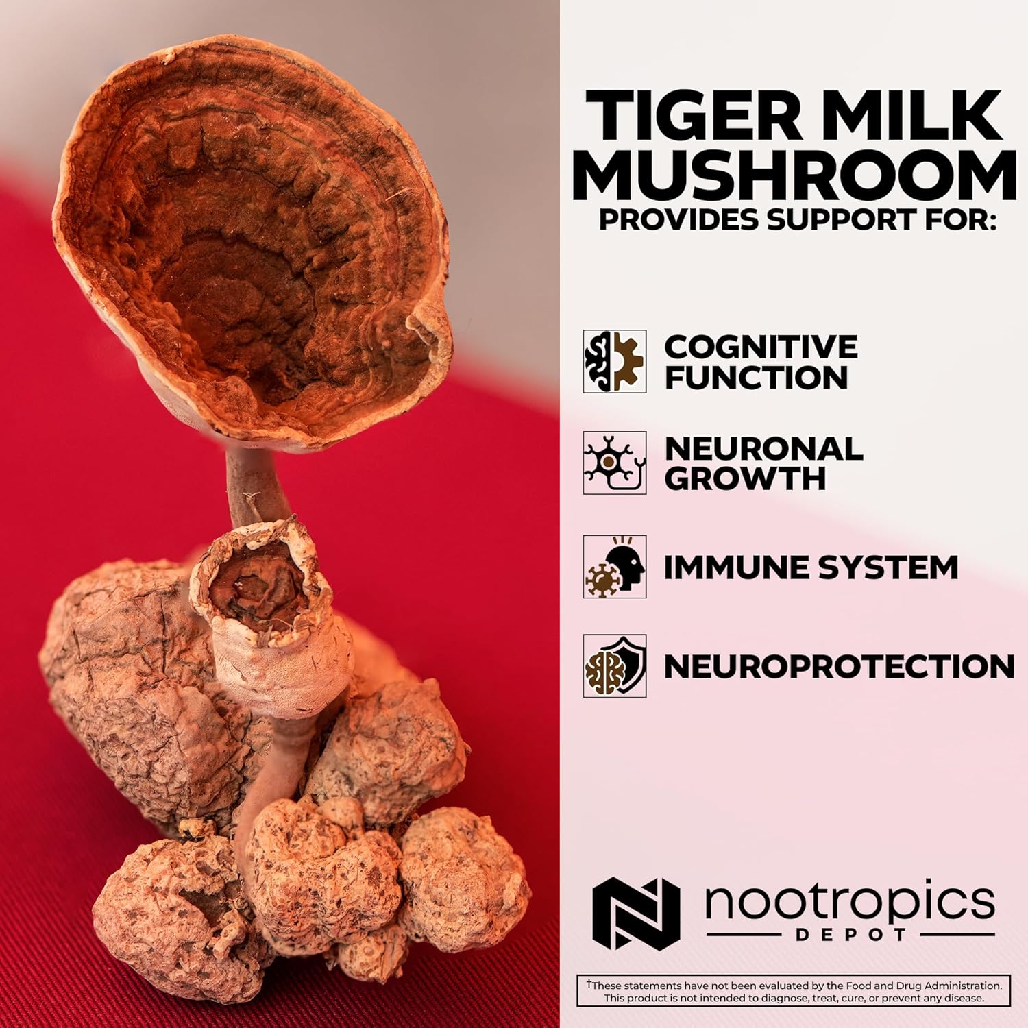 Nootropics Depot Tiger Milk Mushroom Capsules | 300mg | 180 Count | Lignosus rhinocerus Sclerotium | Cognition, Histamine, & Respiratory Support
