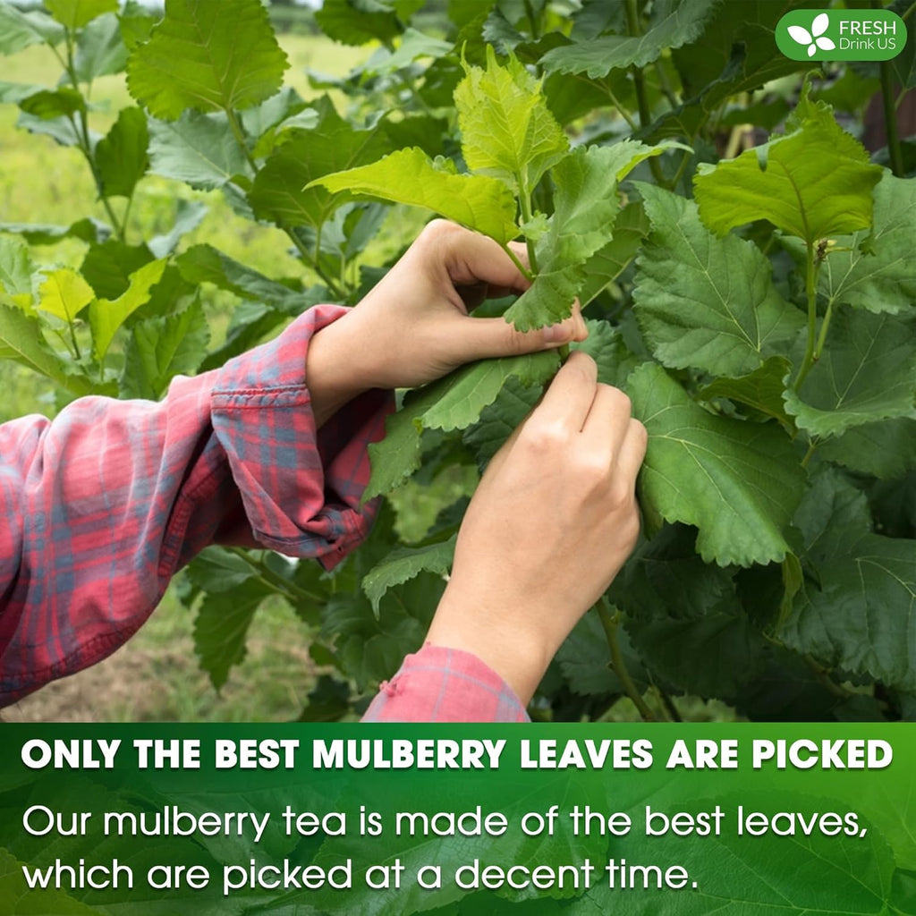 FreshDrinkUS Premium 120 Mulberry Leaf Tea Bags, 100% Natural & Pure. Loose Leaf Herbal Tea. Made with Natural Material Tea Bags. No Sugar, No Caffeine, No Gluten, Vegan