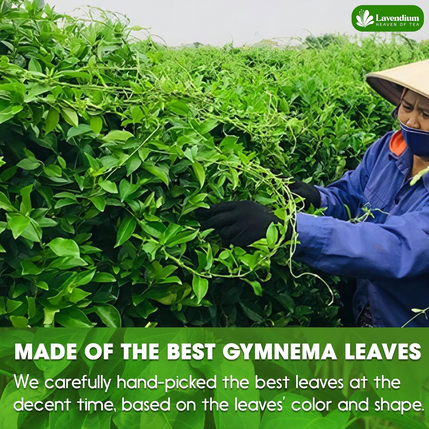 Lavendium, Premium 120 Gymnema Leaf Tea Bags, 100% Natural & Pure from Gymnema Leaves. Gymnema Tea Bags for Diabetics - COLD-DRIED for Maximum Freshness and Nutrient Retention. No Sugar, Vegan.