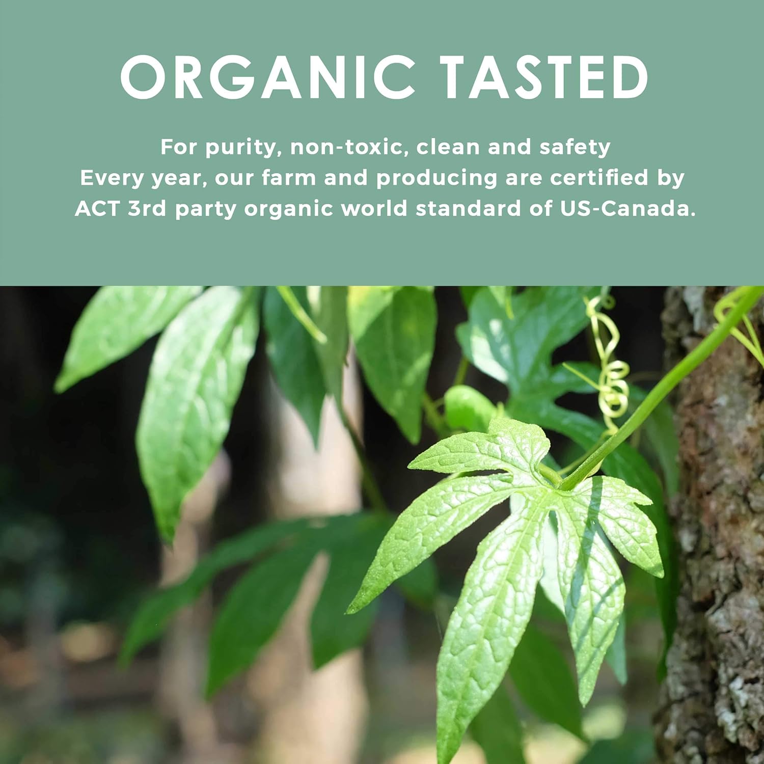 Organic Gynostemma Tea - Jiaogulan Tea 3.52 OZ – Certified USDA & EU Organic – Loose Leaf - Caffeine Free - Directly from Thailand Local farmer - Eternal life Herb - Northlandtea