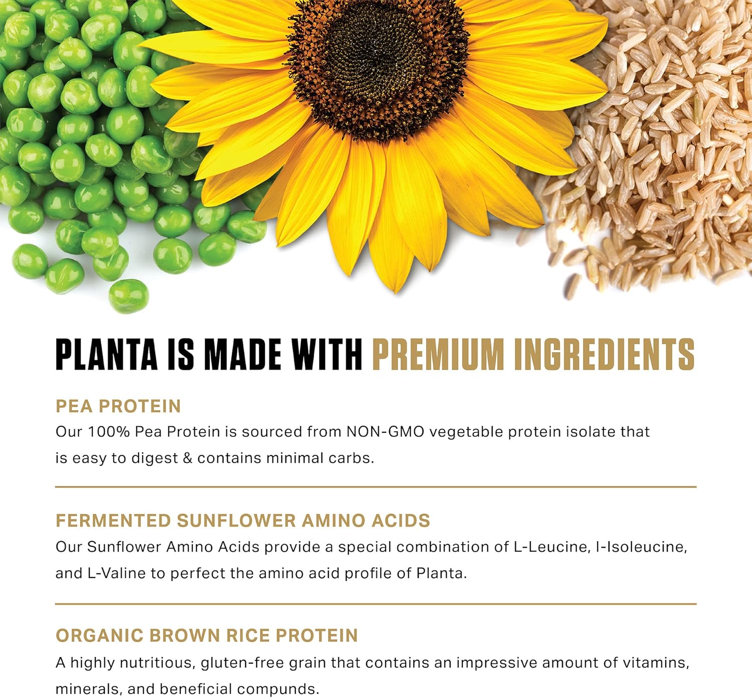 Ambrosia Planta - Premium Organic Plant-Based Protein | Vegan & Keto Friendly | Gourmet Flavors with No Bloating or Stomach Upset | Gluten & Soy Free | No Added Sugar | 25 Servings | Cinnamon Roll
