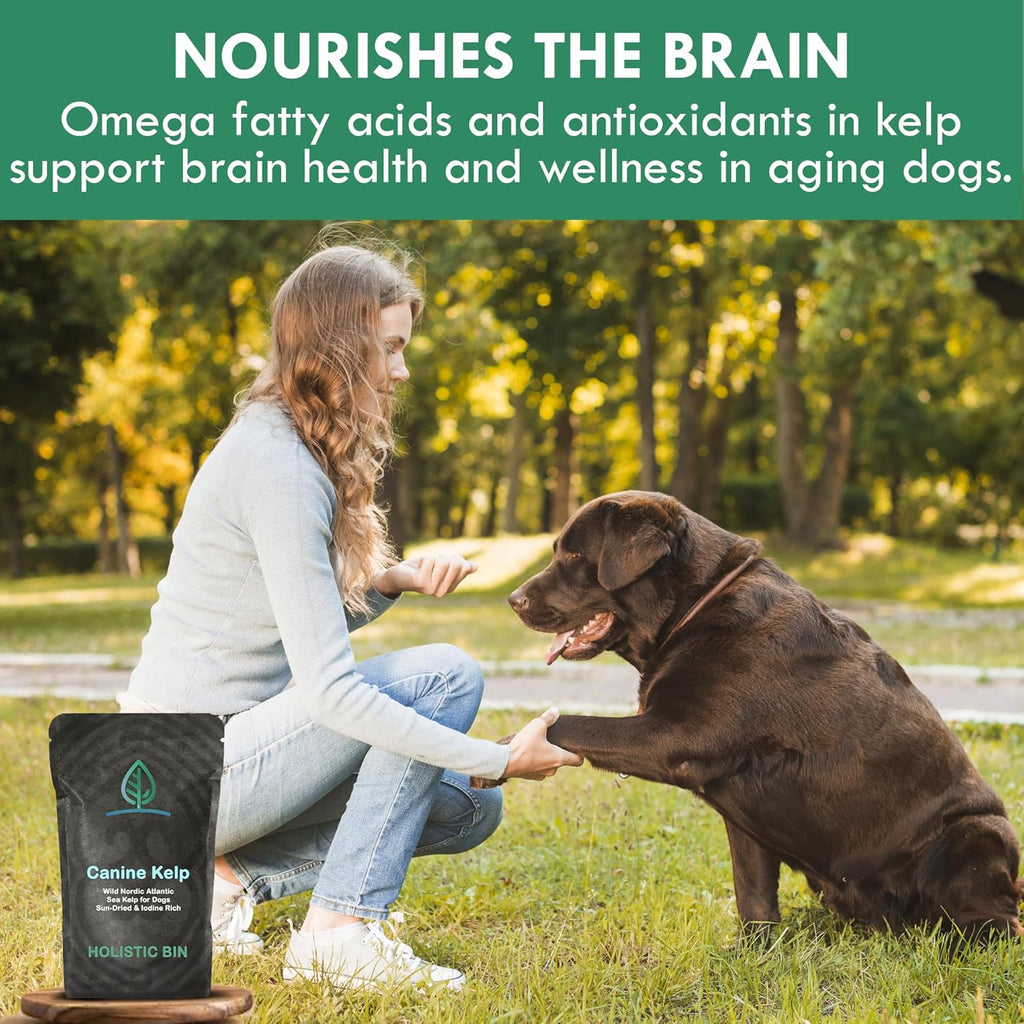 Canine Atlantic Sea Kelp for Dogs | All Natural Dog Food Topper for Digestive Health, Skin and Coat Health, and Immune Support | Rich in Vitamins, Minerals, and Calcium for Dogs (50g)