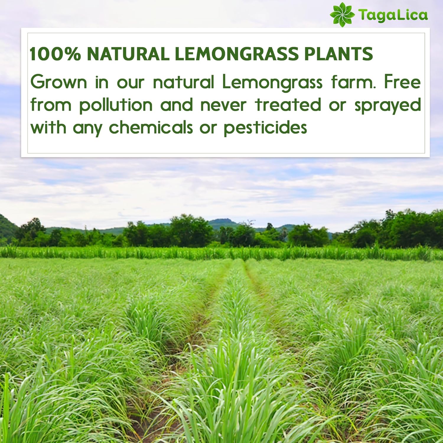 Tagalica, Premium 55 Lemongrass Tea Bags, 100% Natural & Pure Lemongrass leaves, Eco-Conscious Tea Bags, Lemongrass Herbal Tea. Lemongrass Leaf Tea. No Sugar, No Caffeine, No Gluten, Vegan.