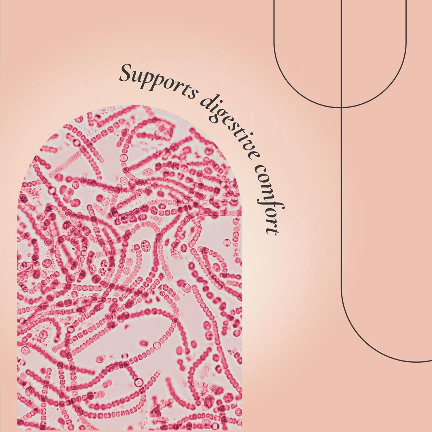 FloraNu | Gut Health Support for Women 40+ | Supports Digestive Comfort, Immune Health, & Nutrient Absorption | 60 Vegan Capsules for Midlife Wellness | Dietary Supplement for Daily Use