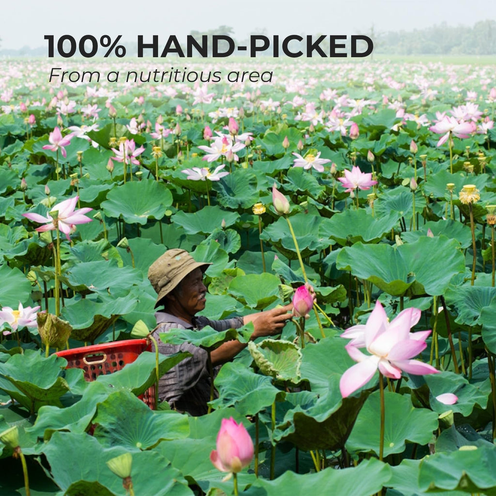 VUONGMART Dried Lotus Leaf Tea, 100% Hand Pick, Stevia, Jiaogulan, Jasmine, Organic Herbal Tea, 30 Tea Bags, Gluten Free, Dairy Free, Sugar Free & Natural, Energy Boost & Health Support