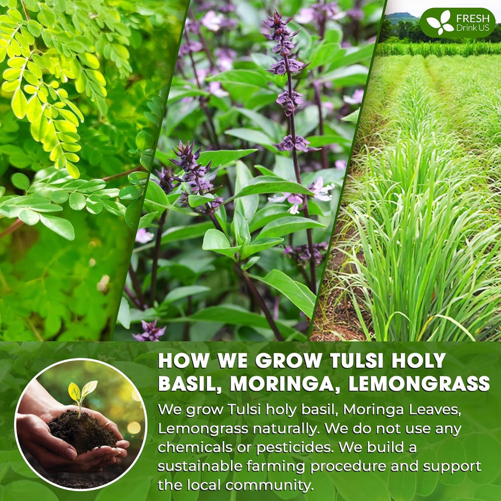 FreshDrinkUS, Premium 55 Tea Bags Tulsi Moringa Lemongrass, 100% Natural & Pure from Tulsi Holy Basil Leaves, Moringa & Lemongrass. Made with Natural Material Tea Bags. No Sugar, No Caffeine, Vegan.