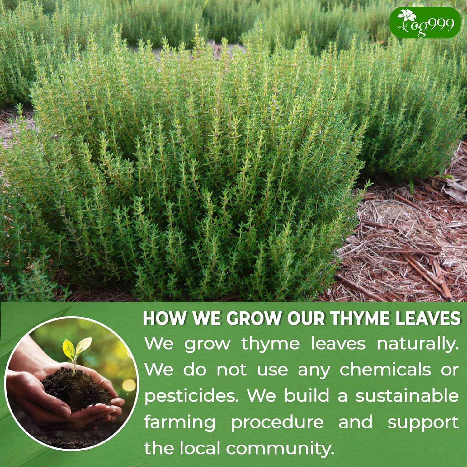 TOG999, Premium 40 Thyme Leaf Tea Bags, 100% Natural & Pure, Loose Leaf Herbal Tea. Thyme Leaf Tea. No Sugar, No Caffeine, No Gluten, Vegan.