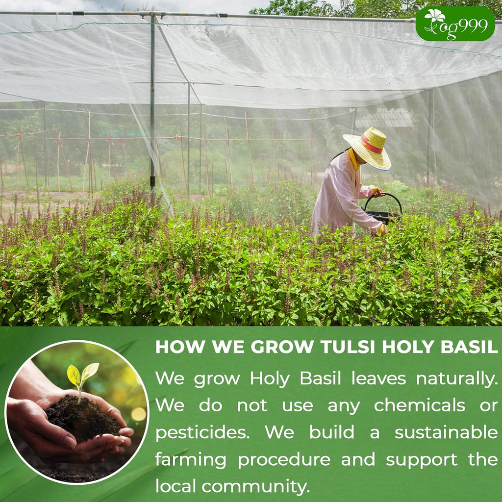 TOG999, Premium 120 Holy Basil Leaf Tea Bags, 100% Natural & Pure, Loose Leaf Herbal Tea. Holy Basil Leaf Tea. No Sugar, No Caffeine, No Gluten, Vegan.