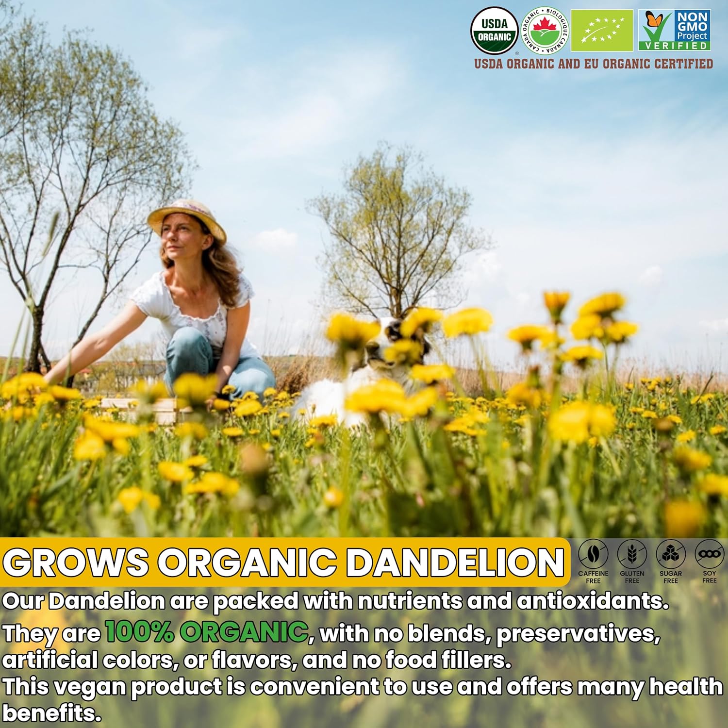 USDA Organic Dandelion Root Tea Bags , Roasted Coffee Substitute & Liver Kidney Cleanse Tea, Digestion & Bloating Relief Support, 100% Organic & Pure Dandelion Root, Non-GMO, Caffeine Free, 50 teabags Eco-Conscious Corn Fiber