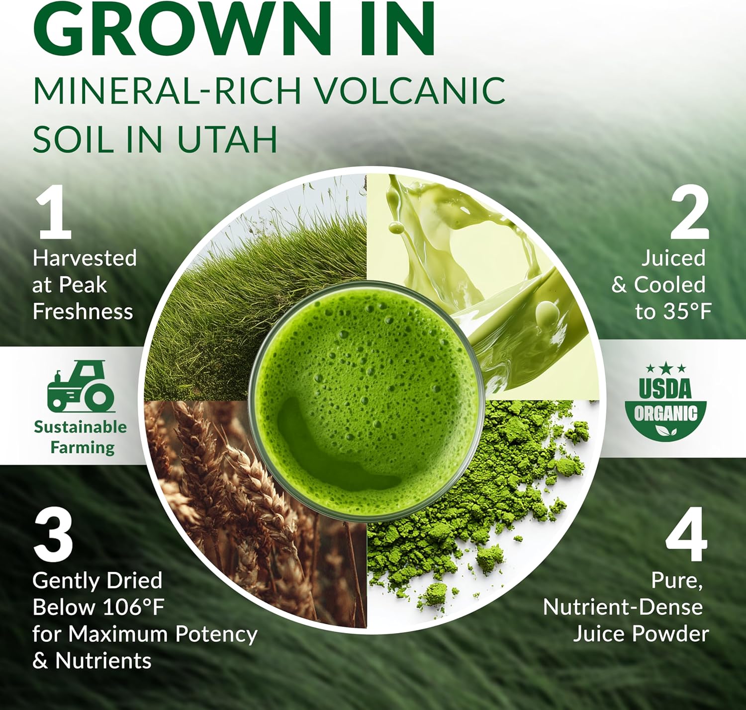 Wheat Grass Powder Organic – Premium Wheat Grass Juice Powder Organic, Raw & Nutrient-Dense Superfood – Cold-Processed, High Chlorophyll, Non-GMO, Gluten-Free – 6.35oz (180g) | 72 Servings