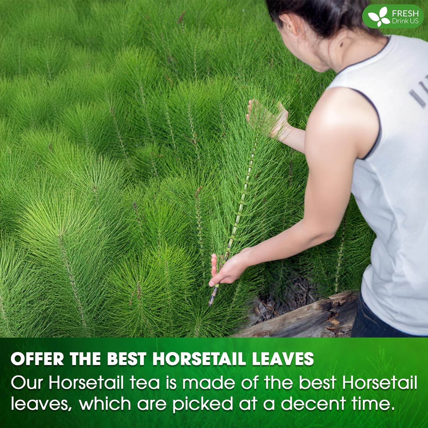 FreshDrinkUS, Premium 75 Horsetail Leaf Tea Bags, 100% Natural & Pure from Horsetail Loose Leaves Herbal Tea. Made with Natural Material Tea Bags. No Sugar, No Caffeine, No Gluten, Vegan.