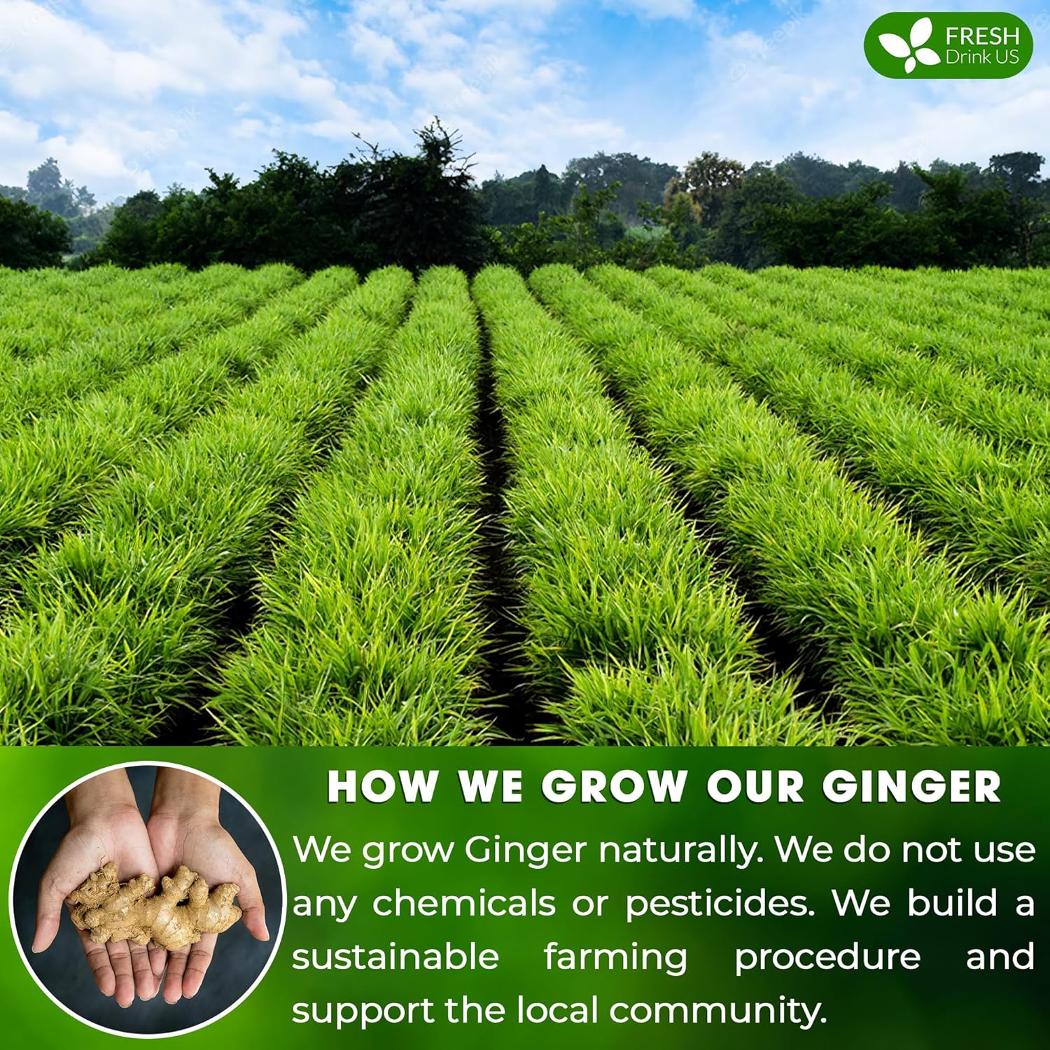 FreshDrinkUS, 150 Premium Ginger Tea Bags, Non GMO, 100% Natural & Pure from Ginger Root, Root Herbal Tea. No Sugar, No Caffeine, No Gluten, Vegan. Support Stronger Digestion, Pleasantly Spicy & Warming