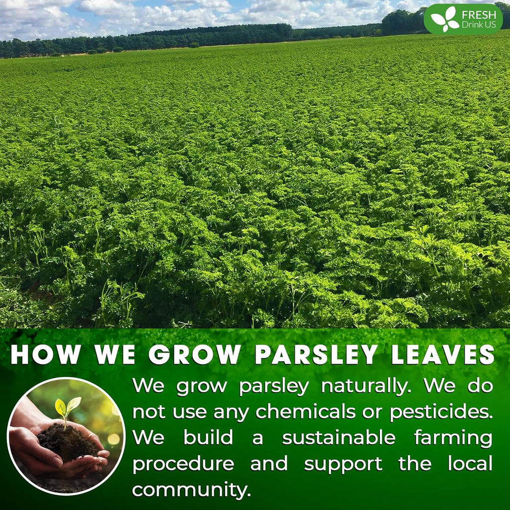FreshDrinkUS, Premium 15 Parsley Leaf Tea Bags, 100% Natural & Pure from Parsley Leaves. Loose Leaf Parsley Herbal Tea. Made with Natural Material Tea Bags. No Sugar, No Caffeine, No Gluten, Vegan.