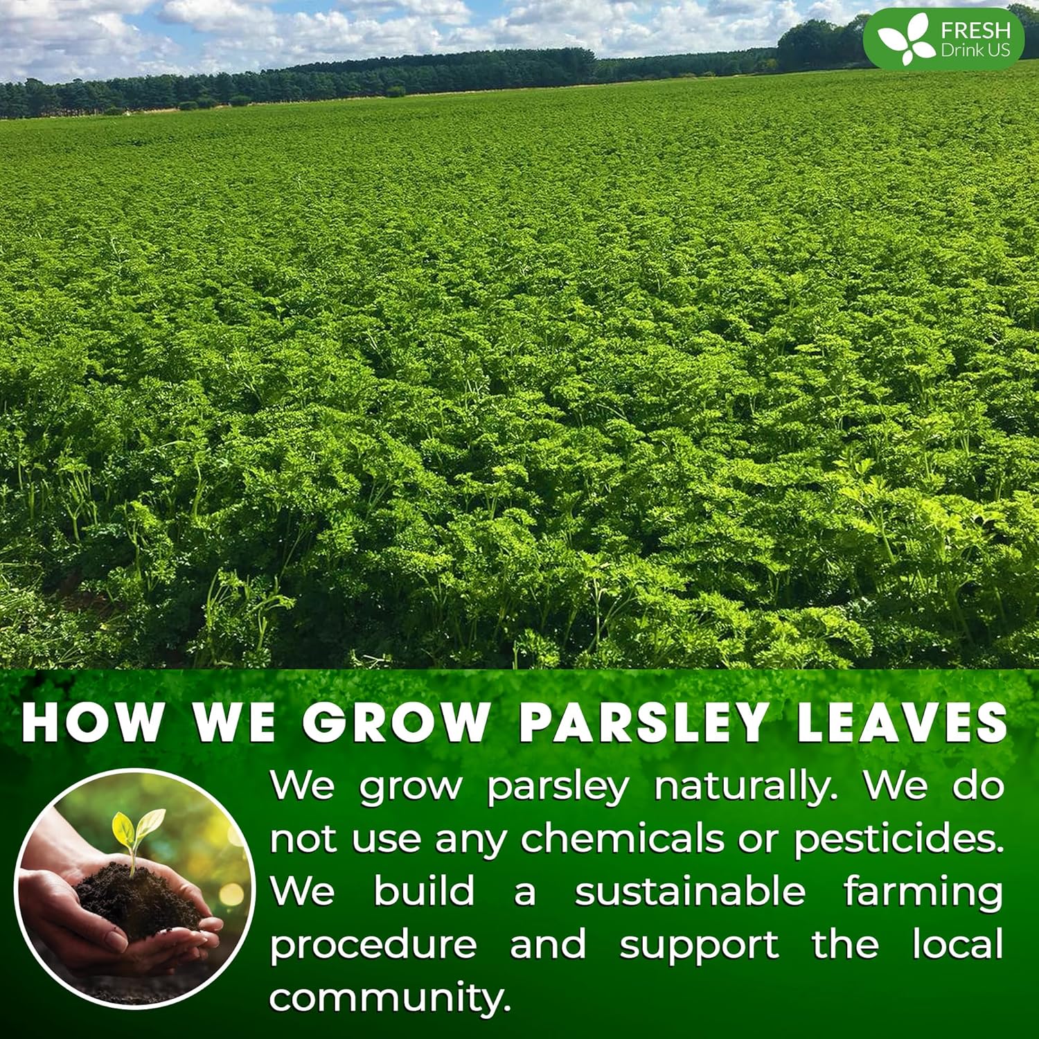 FreshDrinkUS, Premium 15 Parsley Leaf Tea Bags, 100% Natural & Pure from Parsley Leaves. Loose Leaf Parsley Herbal Tea. Made with Natural Material Tea Bags. No Sugar, No Caffeine, No Gluten, Vegan.
