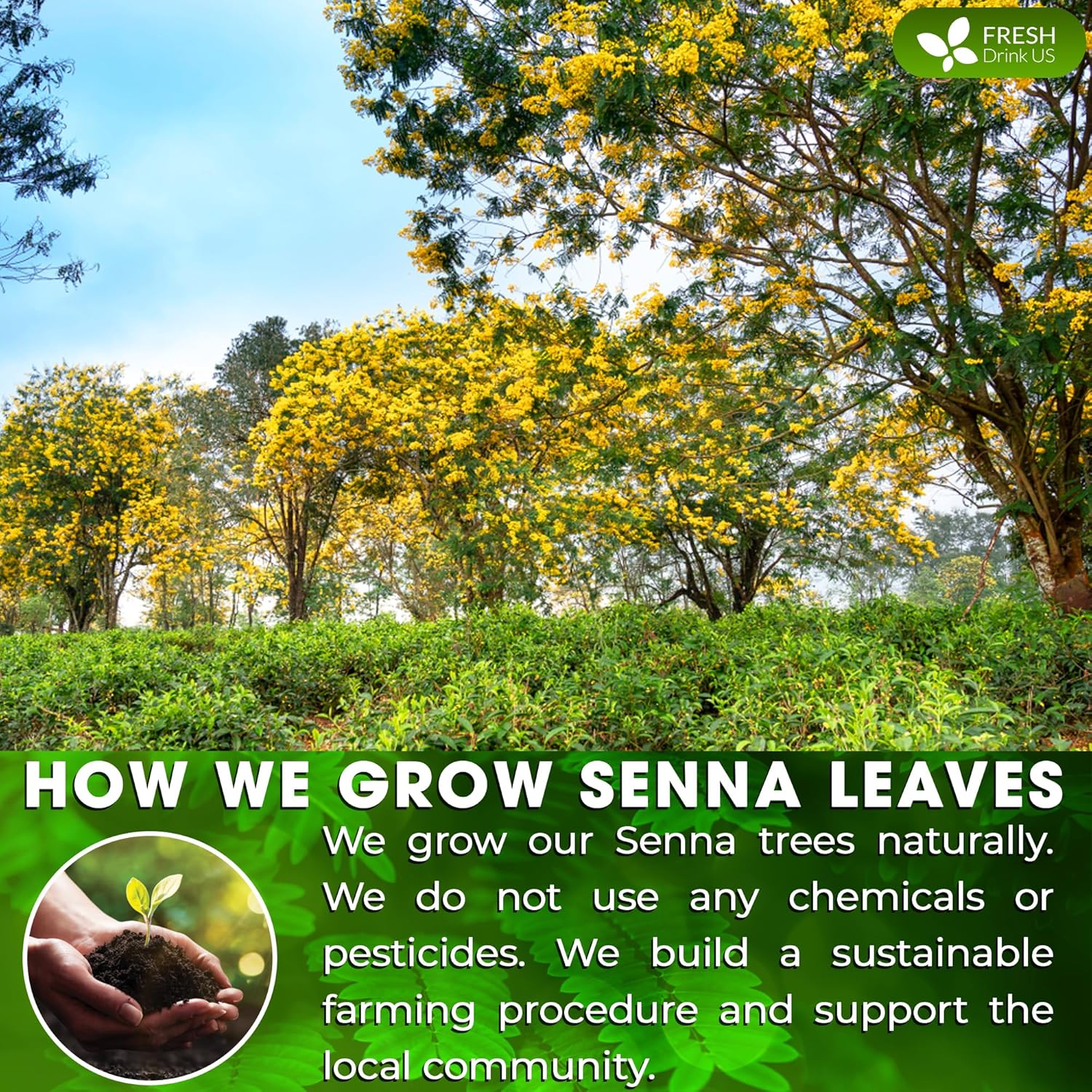 FreshDrinkUS, Permium 10oz Senna Leaves, 100% Natural & Pure from Senna Leaves, Senna Leaf Tea, Senna Loose Leaf Herbal Tea, No Additives, No Caffeine, Vegan