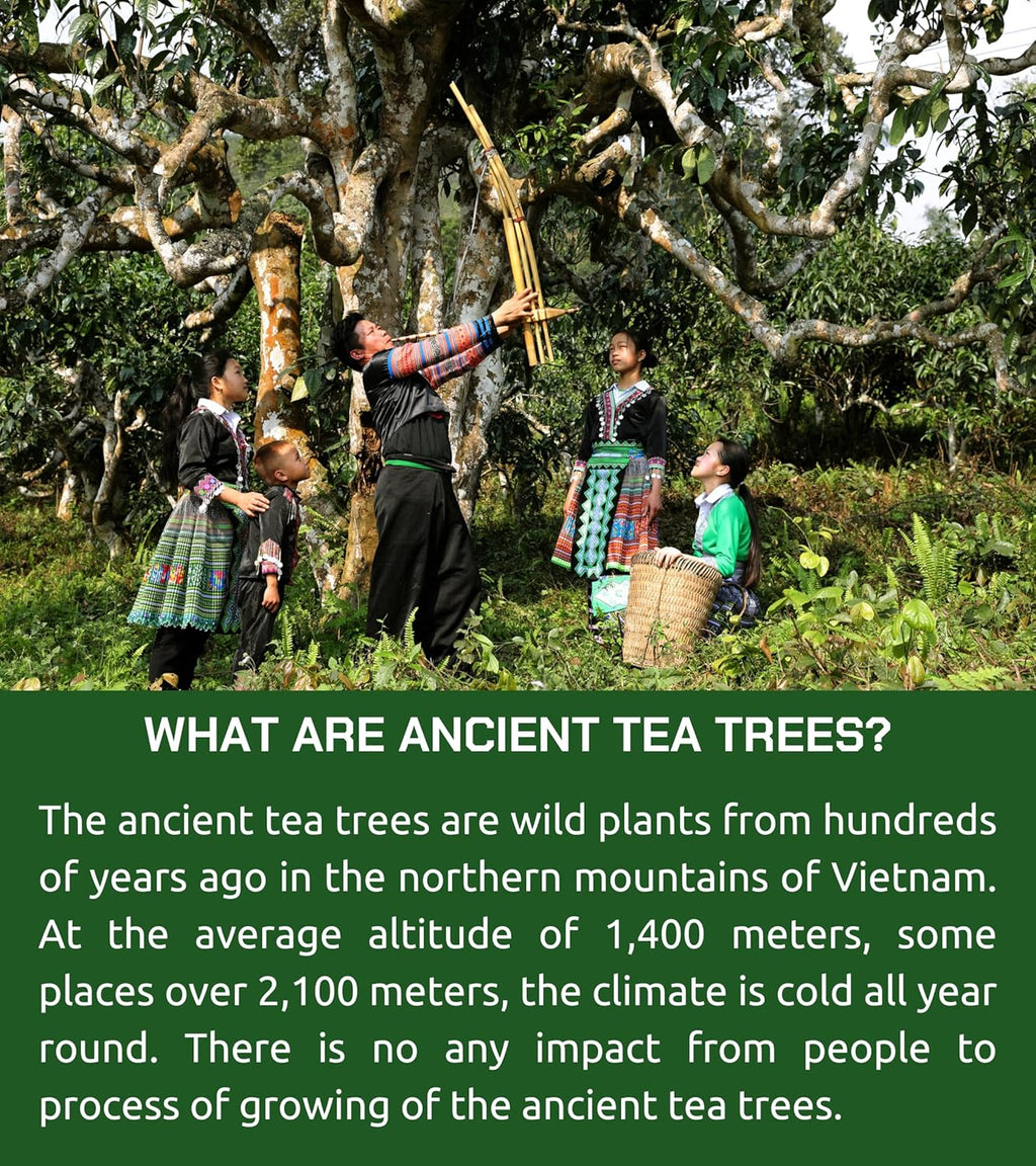 VIXI Green Tea Bags, 100 Counts, Vietnam's Mountain Tea, Antioxidant, Caffeinated, Tagless, Plastic Free, Balanced Flavored, 100% Natural for Hot, Iced and Cold Brew