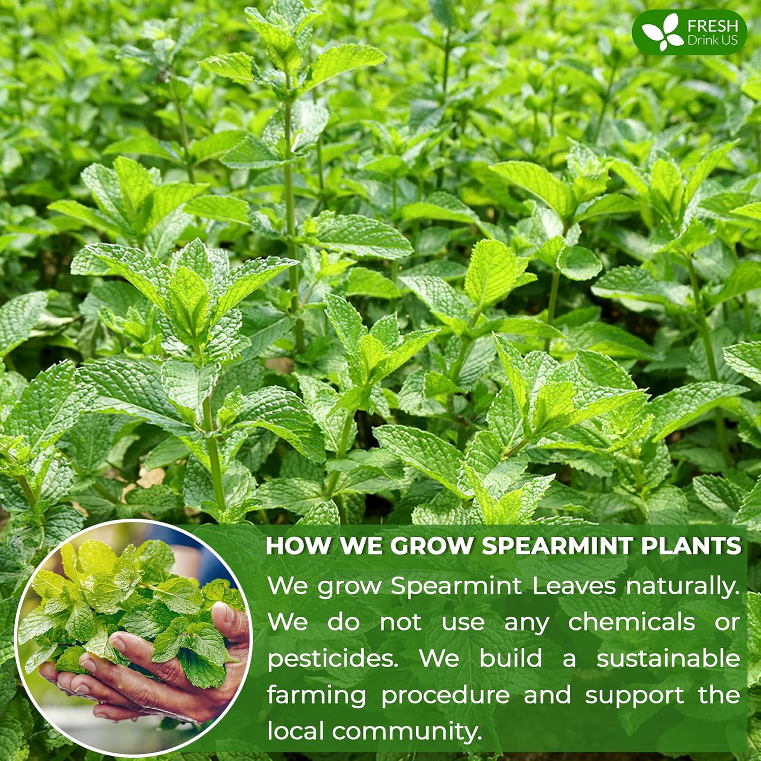 FreshDrinkUS, Premium 135 Spearmint Tea Bags, 100% Natural & Pure Spearmint Leaves. Loose Leaf Spearmint Herbal Tea. Spearmint Leaf Tea. No Sugar, No Caffeine, No Gluten, Vegan.