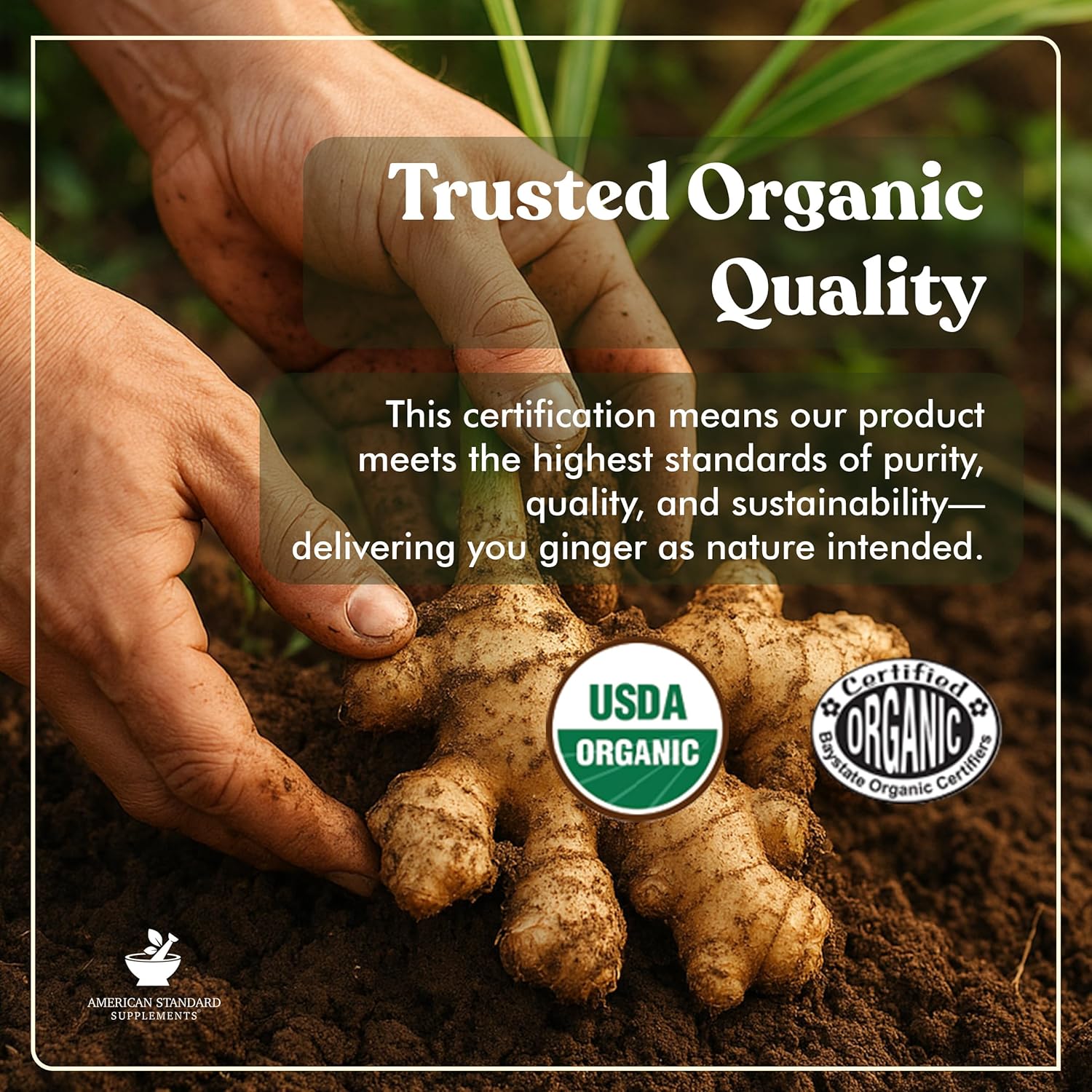 American Standard Supplements Organic Ginger Extract with Organic Black Pepper Extract, Vegan, Gluten Free, Non-GMO, 90 Capsules, 90 Servings