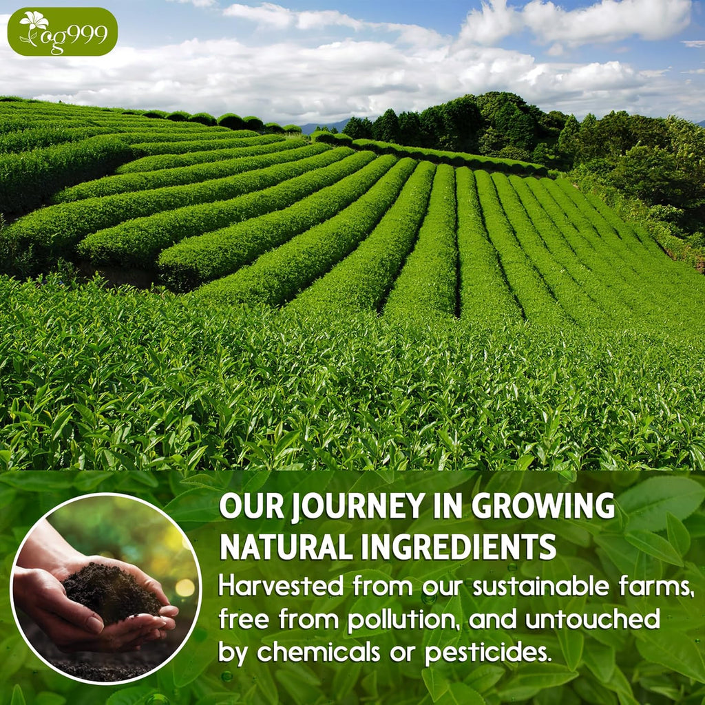 TOG999, Premium 60 Sencha Green Tea Bags, 100% Natural & Pure from Sencha Green Tea Leaves. Loose Leaf Sencha Herbal Tea. No Sugar, No Gluten, Vegan.