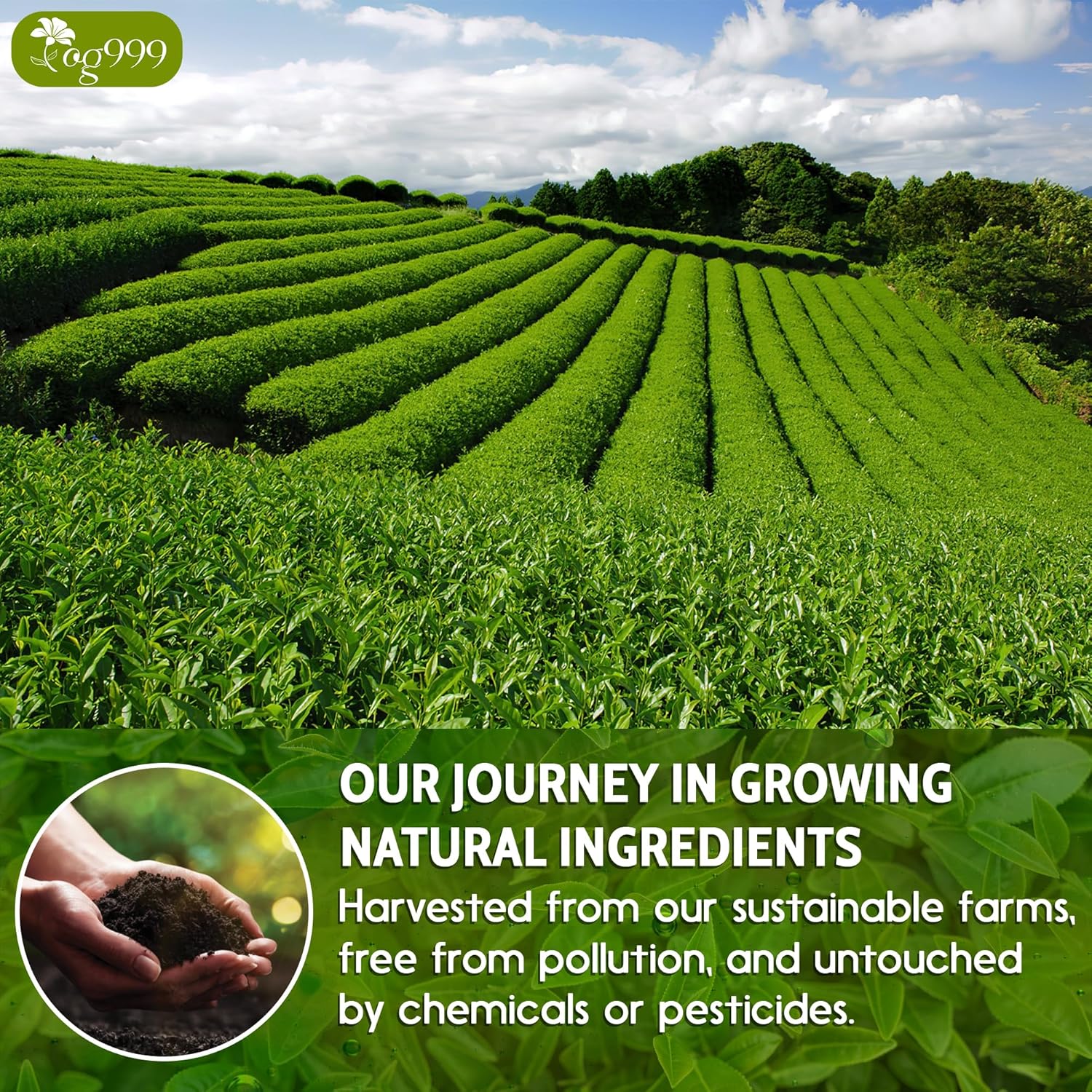 TOG999, Premium 60 Sencha Green Tea Bags, 100% Natural & Pure from Sencha Green Tea Leaves. Loose Leaf Sencha Herbal Tea. No Sugar, No Gluten, Vegan.