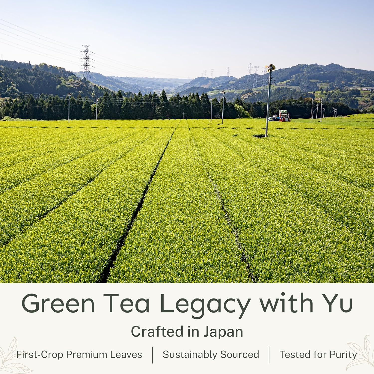 Yu Tea Decaf Organic Sencha Green Tea Powder, 30 Instant Packets | Rich in Antioxidants, EGCG, & L-Theanine | Pure Japanese First Harvest Leaf | Caffeine-Free & Unsweetened | Single Serve Sticks