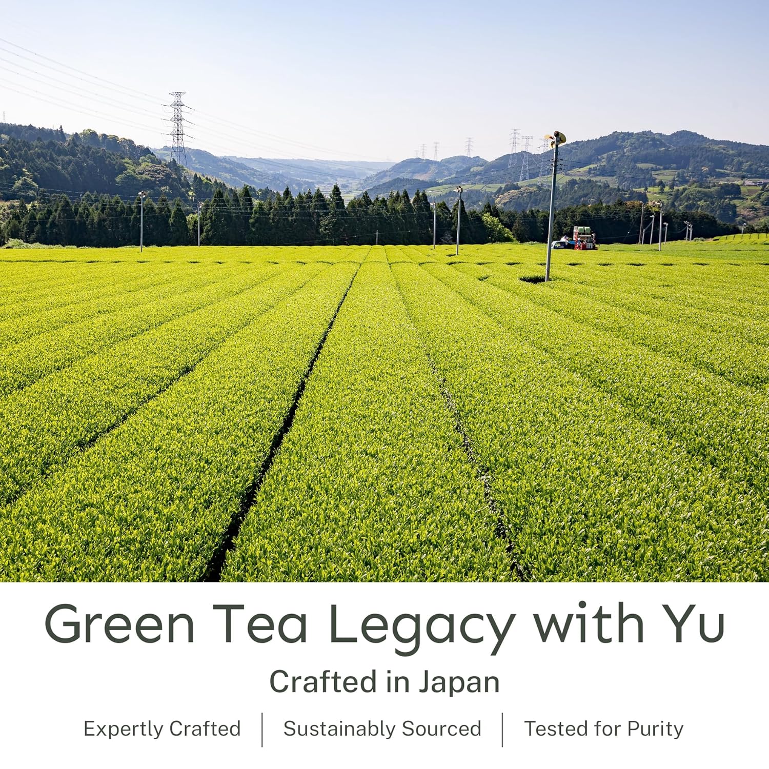 Yu Tea Organic Hojicha Green Tea Powder, 30 Instant Packets | Rich in Antioxidants & EGCG | Pure Japanese Roasted Green Tea | Low Caffeine & Unsweetened Matcha Alternative | Single Serve Sticks