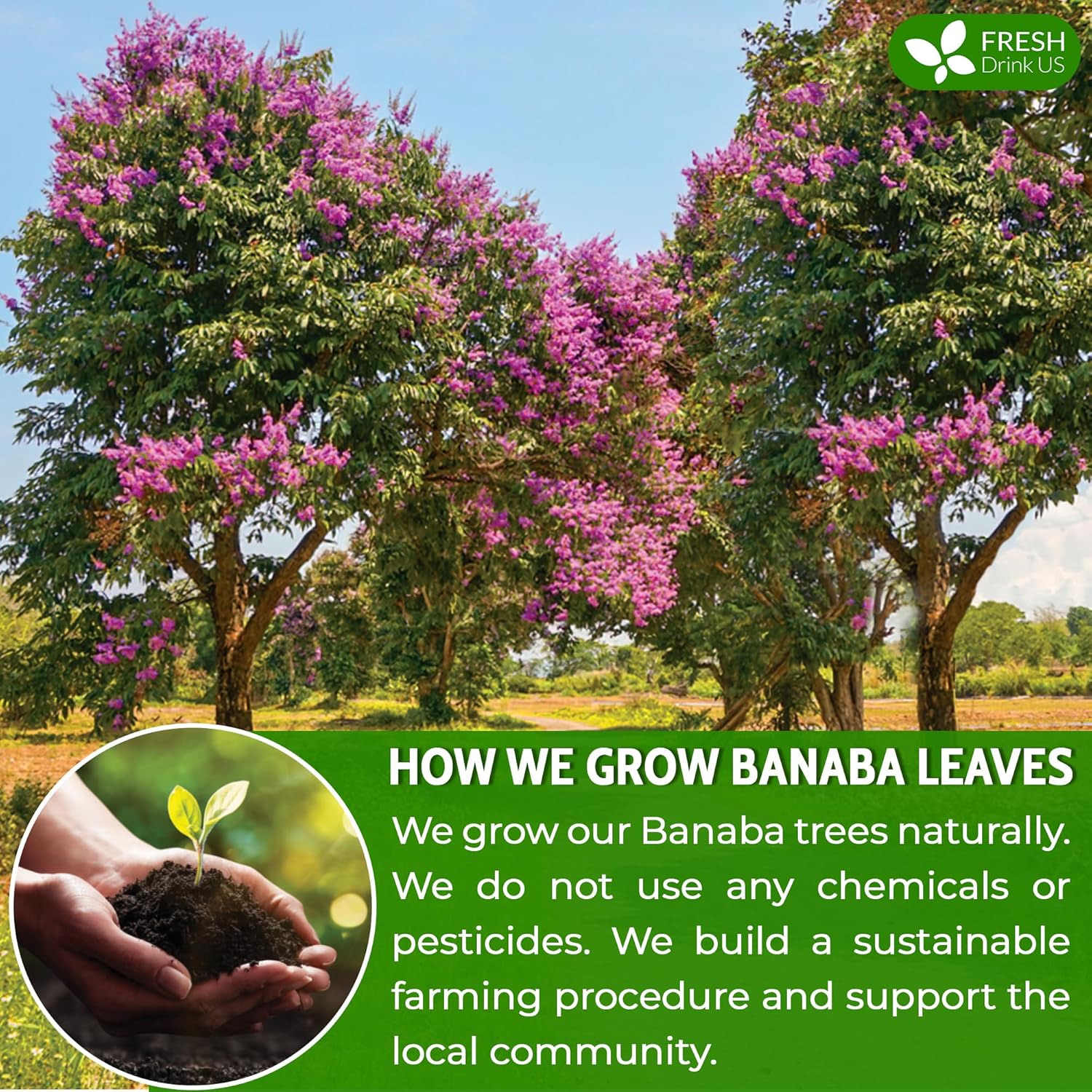 FreshDrinkUS, Premium 40 Banaba Tea Bags, 100% Natural & Pure from Banaba Leaves. Loose Leaf Banaba Herbal Tea. No Sugar, No Caffeine, No Gluten, Vegan.