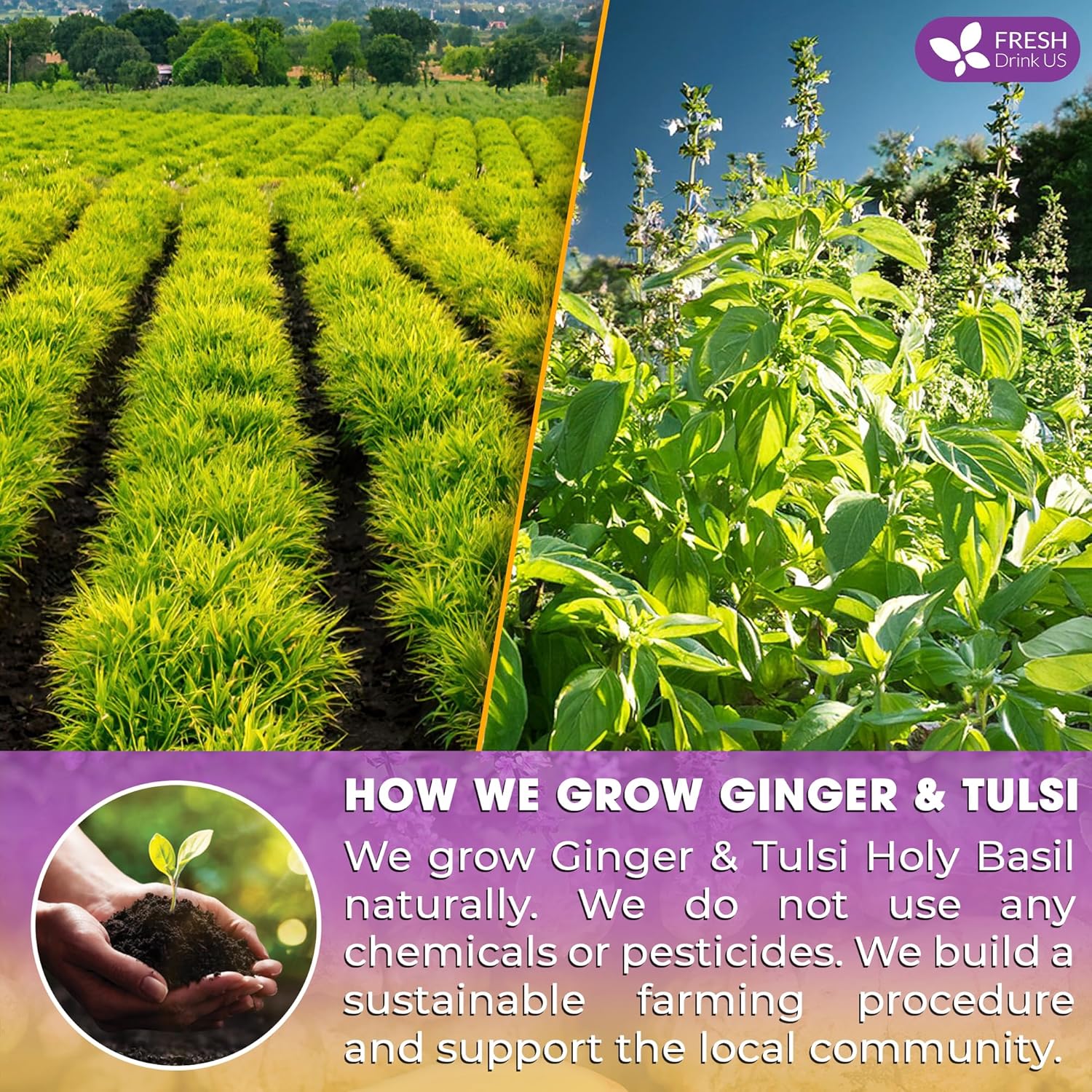 FreshDrinkUS, Premium 135 Ginger Tulsi Tea Bags, 100% Natural, Hand-made Blend of Ginger and Tulsi Holy Basil Leaves, Eco-conscious Tea Bags. Ginger Tulsi Herbal Tea. No Sugar, No Caffeine, Vegan.