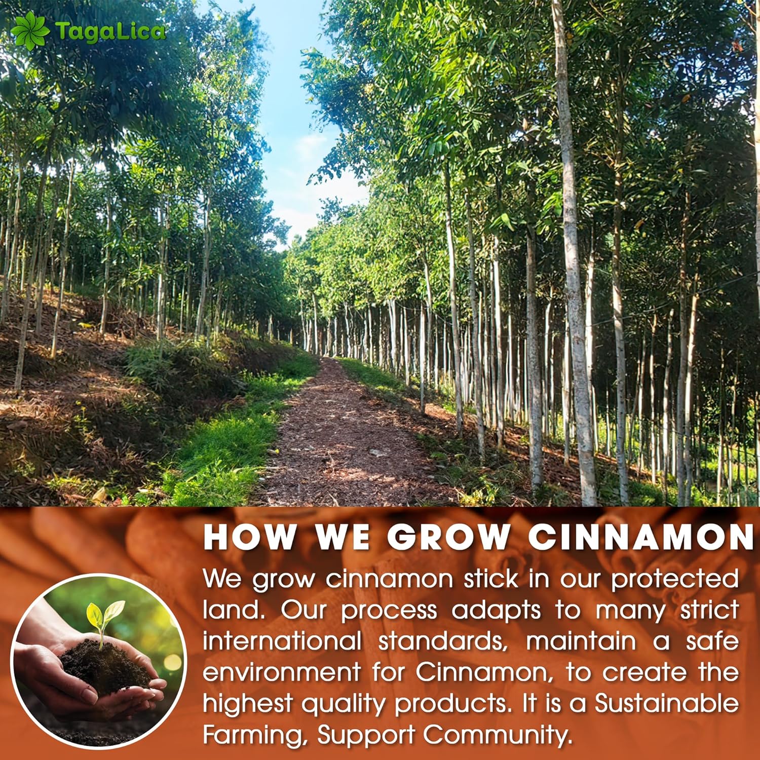 Tagalica 16 Cinnamon Tea Bags - 100% Natural & Pure Cinnamon Stick Herbal Tea. No Sugar, No Caffeine, No Gluten, Vegan