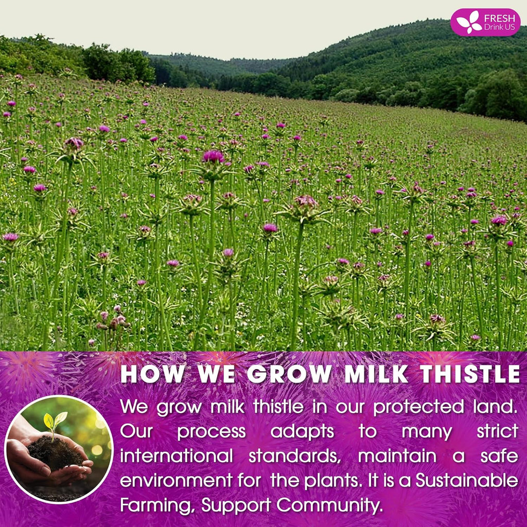 FreshDrinkUS, Premium 75 Milk Thistle Tea Bags, 100% Natural & Pure from Milk Thistle Seeds. Milk Thistle Seed Herbal Tea. Made with Natural Material Tea Bags. No Sugar, No Caffeine, No Gluten, Vegan.
