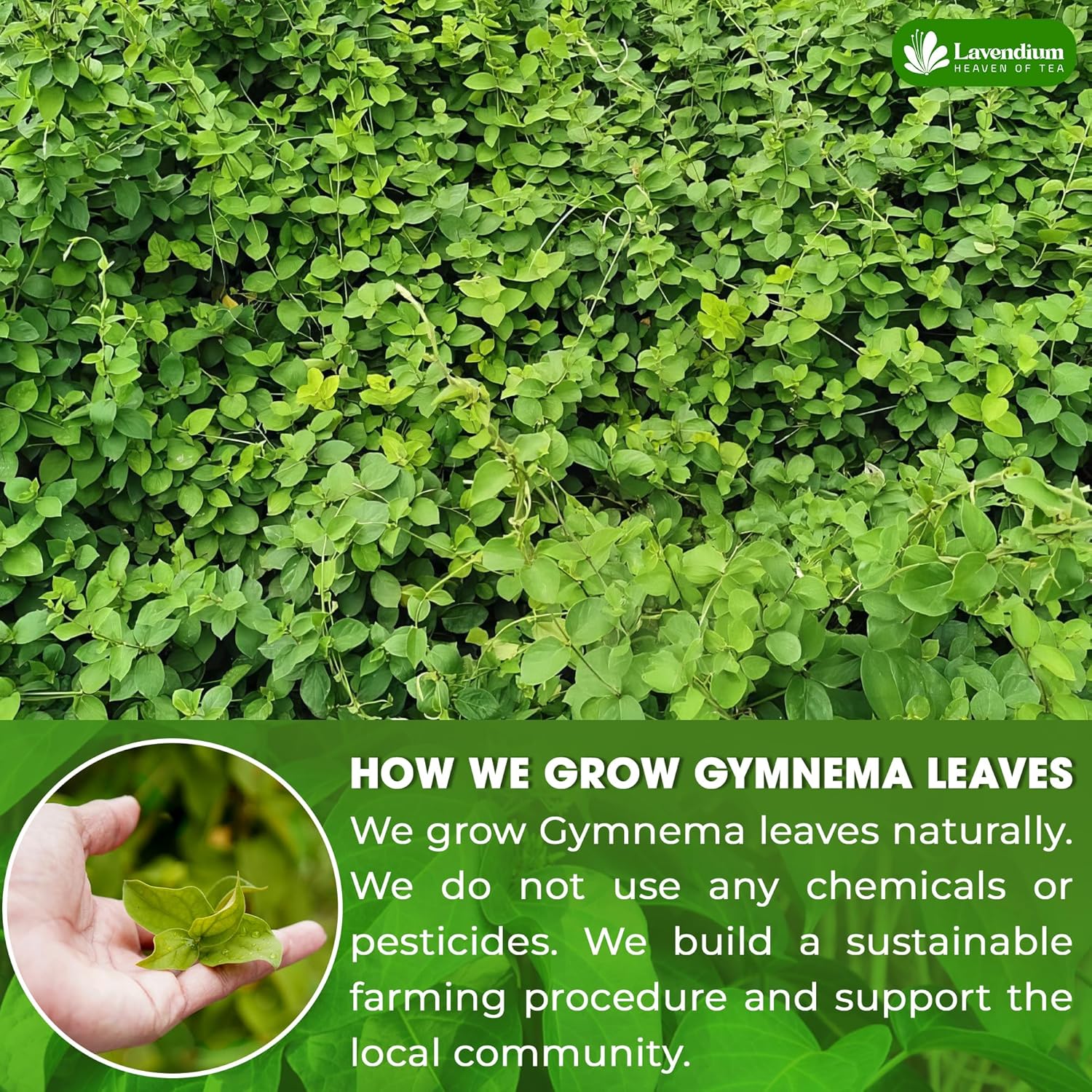 Lavendium, Premium 120 Gymnema Leaf Tea Bags, 100% Natural & Pure from Gymnema Leaves. Gymnema Tea Bags for Diabetics - COLD-DRIED for Maximum Freshness and Nutrient Retention. No Sugar, Vegan.