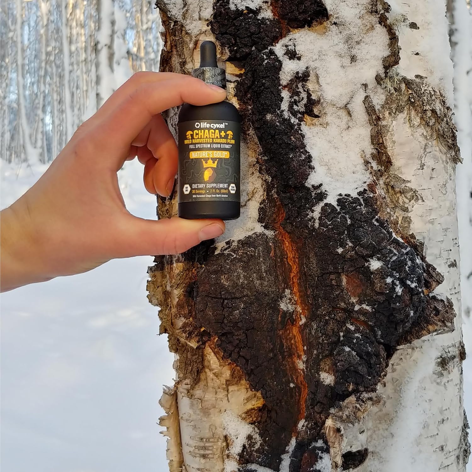Life Cykel - Chaga Mushroom Extract with Kakadu Plum - Double Extracted Mushroom Tincture - Non-GMO Immune Support Supplement for Adults and Kids - 2 Fl Oz