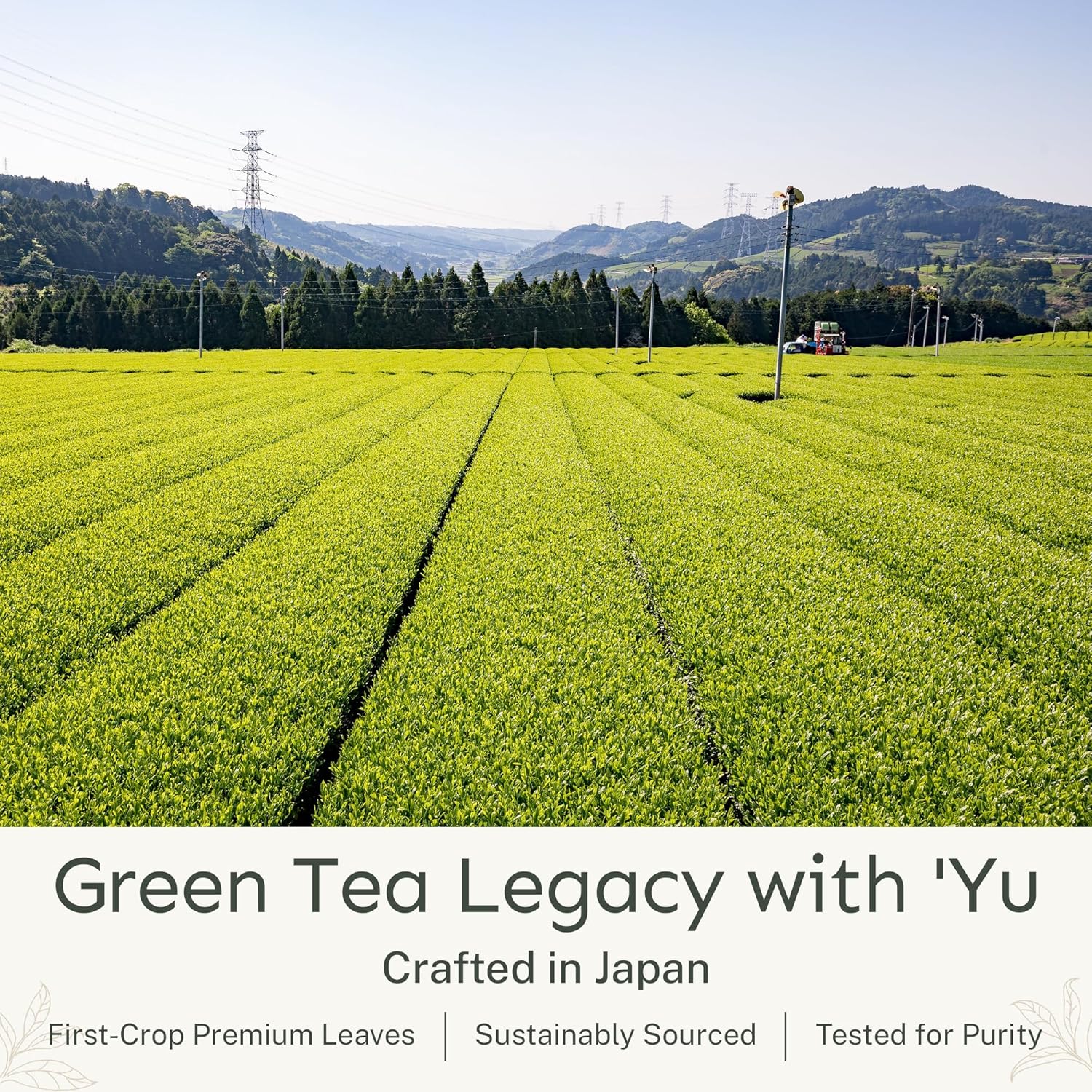 Yu Tea Organic Decaf Matcha Powder Ceremonial Grade, 30 Instant Packets | Rich in Antioxidants & L-Theanine, Low Caffeine | Unsweetened Grade A Japanese Green Tea Powder | Single Serve Sticks