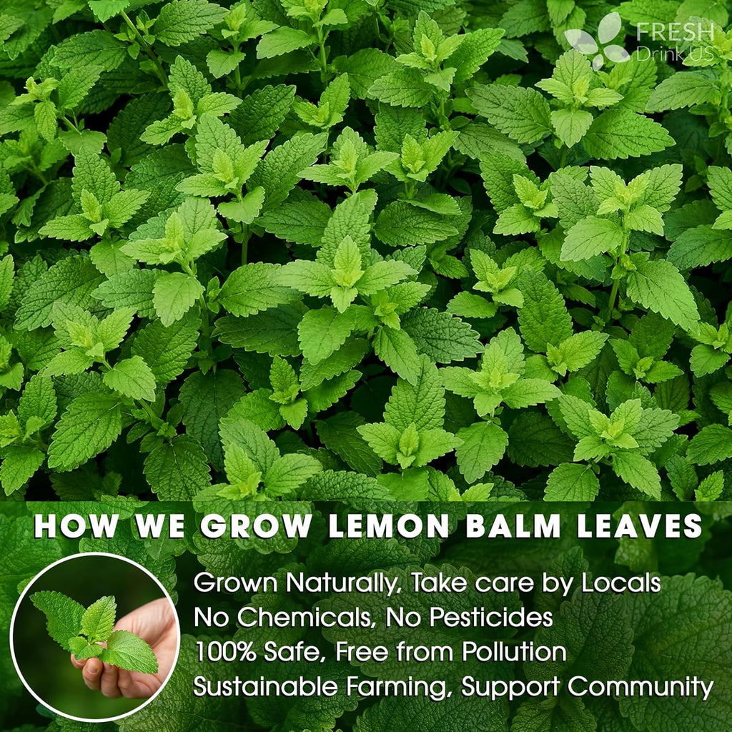 FreshDrinkUS, Premium 120 Lemon Balm Leaf Tea Bags, 100% Natural & Pure from Lemon Balm Leaves. Loose Leaf Lemon Balm Herbal Tea. Lemon Balm Leaf Tea. No Sugar, No Caffeine, No Gluten, Vegan. Lemon Balm Tea