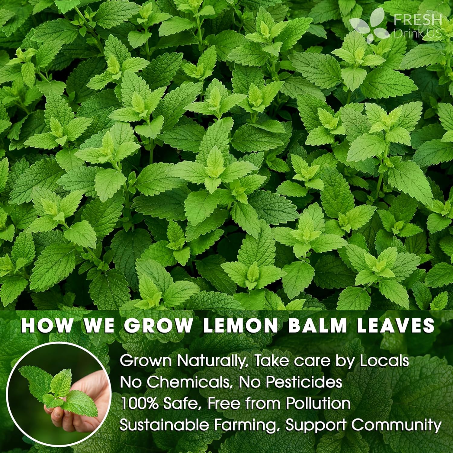 FreshDrinkUS, Premium 120 Lemon Balm Leaf Tea Bags, 100% Natural & Pure from Lemon Balm Leaves. Loose Leaf Lemon Balm Herbal Tea. Lemon Balm Leaf Tea. No Sugar, No Caffeine, No Gluten, Vegan. Lemon Balm Tea