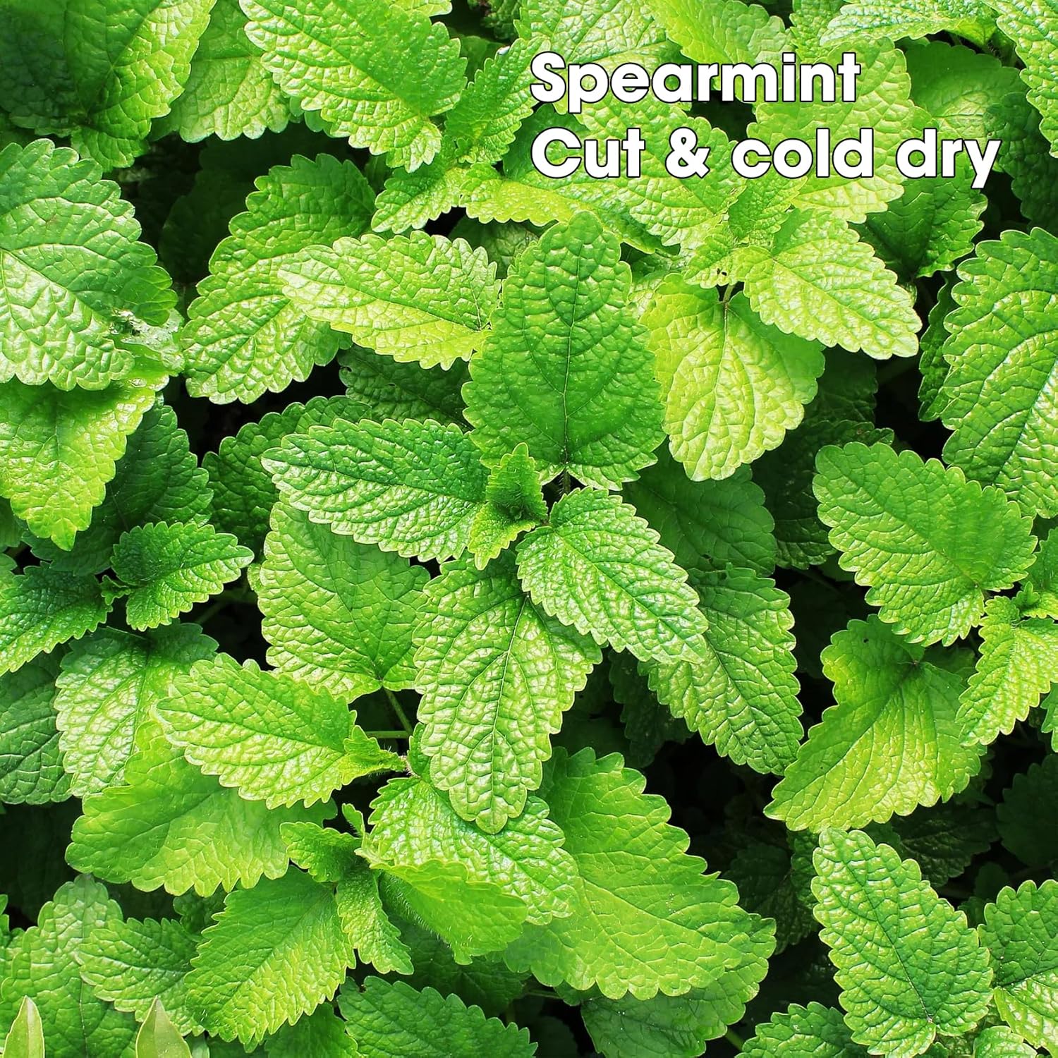 Spearmint Tea Bags Pyramid with String - Sweet & Delicate of Menthol - Throat Soothing for Cough & Mucus Relief, Stress Relief, Digestion & Immune Support - Premium Spearmint Leaves