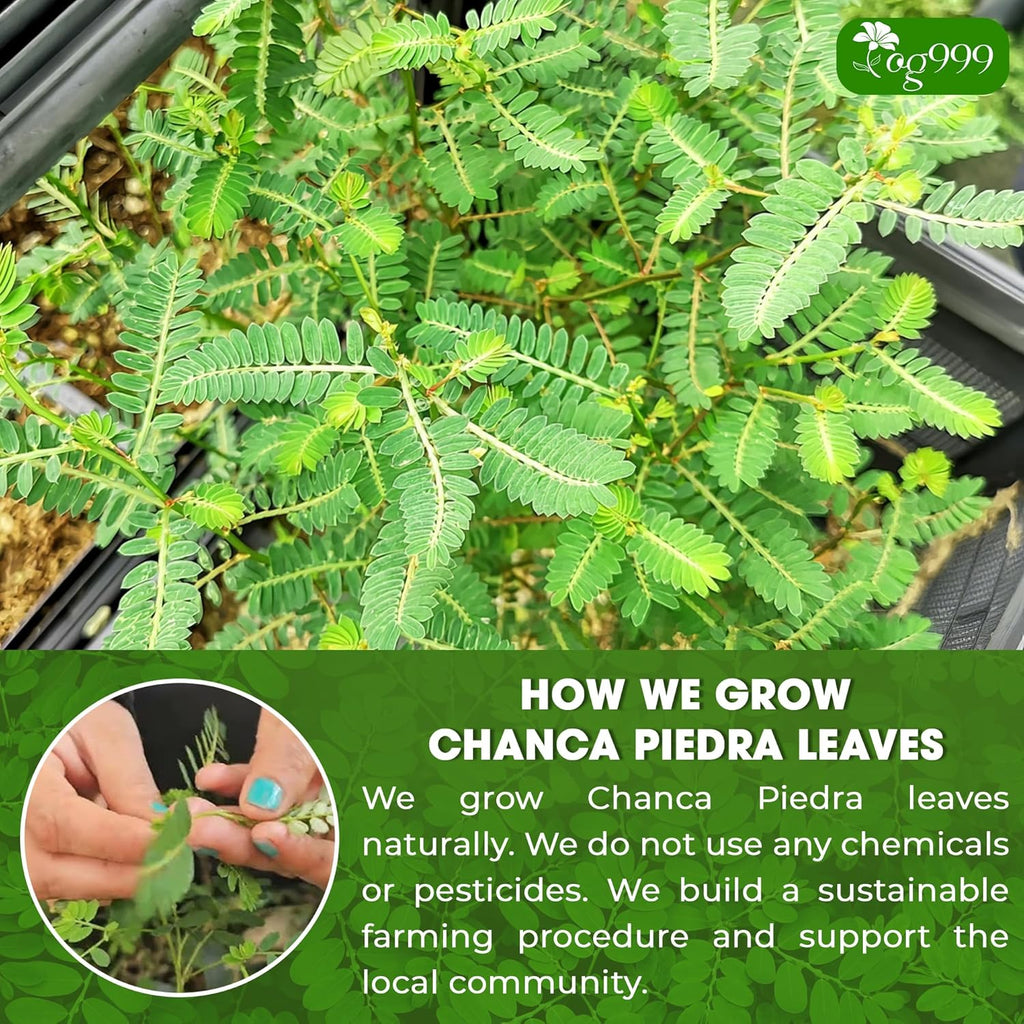 TOG999, Premium 120 Chanca Piedra Leaf Tea Bags, 100% Natural & Pure from Chanca Piedra Leaves. Loose Leaf Chanca Piedra Herbal Tea. Made with Natural Material Tea Bags. No Sugar, No Caffeine, No Gluten, Vegan.