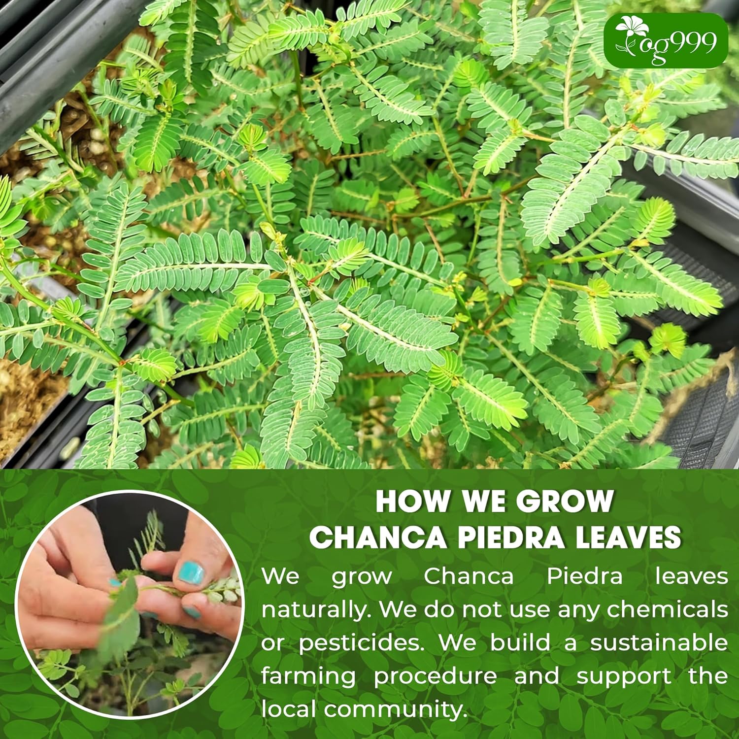 TOG999, Premium 120 Chanca Piedra Leaf Tea Bags, 100% Natural & Pure from Chanca Piedra Leaves. Loose Leaf Chanca Piedra Herbal Tea. Made with Natural Material Tea Bags. No Sugar, No Caffeine, No Gluten, Vegan.