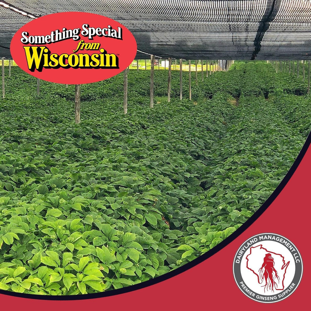 Dairyland American Ginseng Slices - 4 oz Pack Wisconsin Ginseng Slices – Certified Something Special from Wisconsin - Non-GMO, Gluten Free Sliced Root - Herbal Supplement in Soup, Tea, Congee