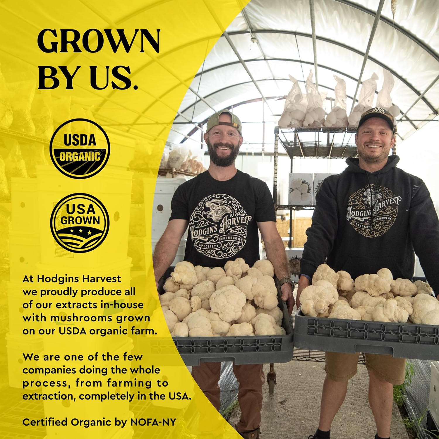 Hodgins Harvest Organic Lion’s Mane + Reishi Tincture | Made with Mushrooms Grown On Our Farm in The USA | Dual Extract | Extra-Concentrated (4 fl oz)